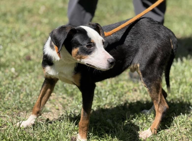 Petey, a ADOPTABLE mixed breed in Richmond, VA image 4/5