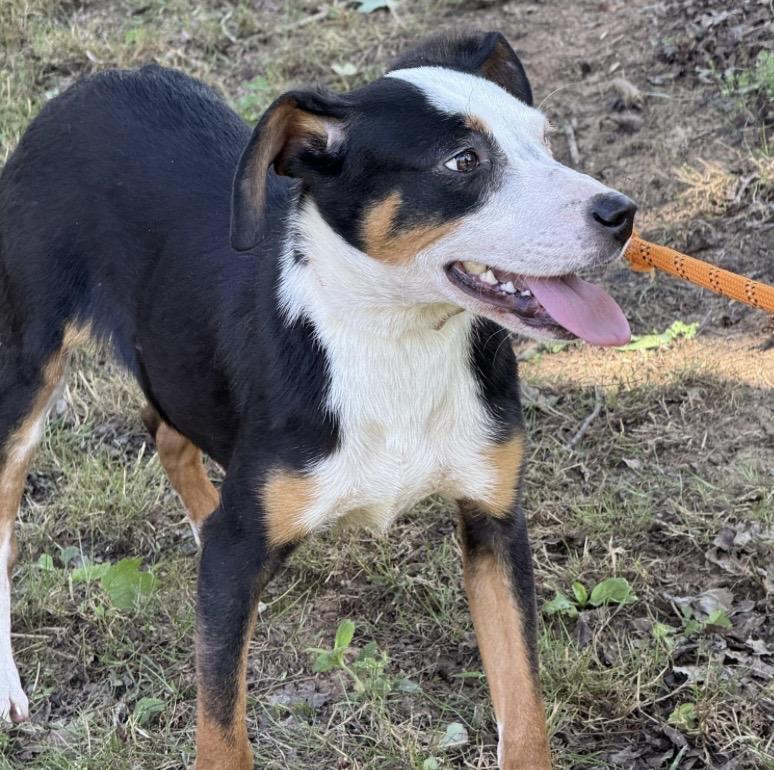 Petey, a ADOPTABLE mixed breed in Richmond, VA image 5/5