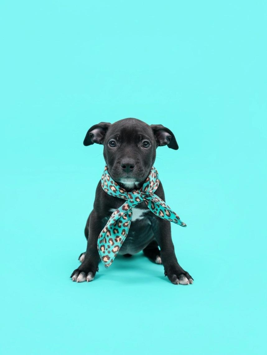 Zendaya-ADOPT Me, Adoptable, Puppy Female Pit Bull Terrier.