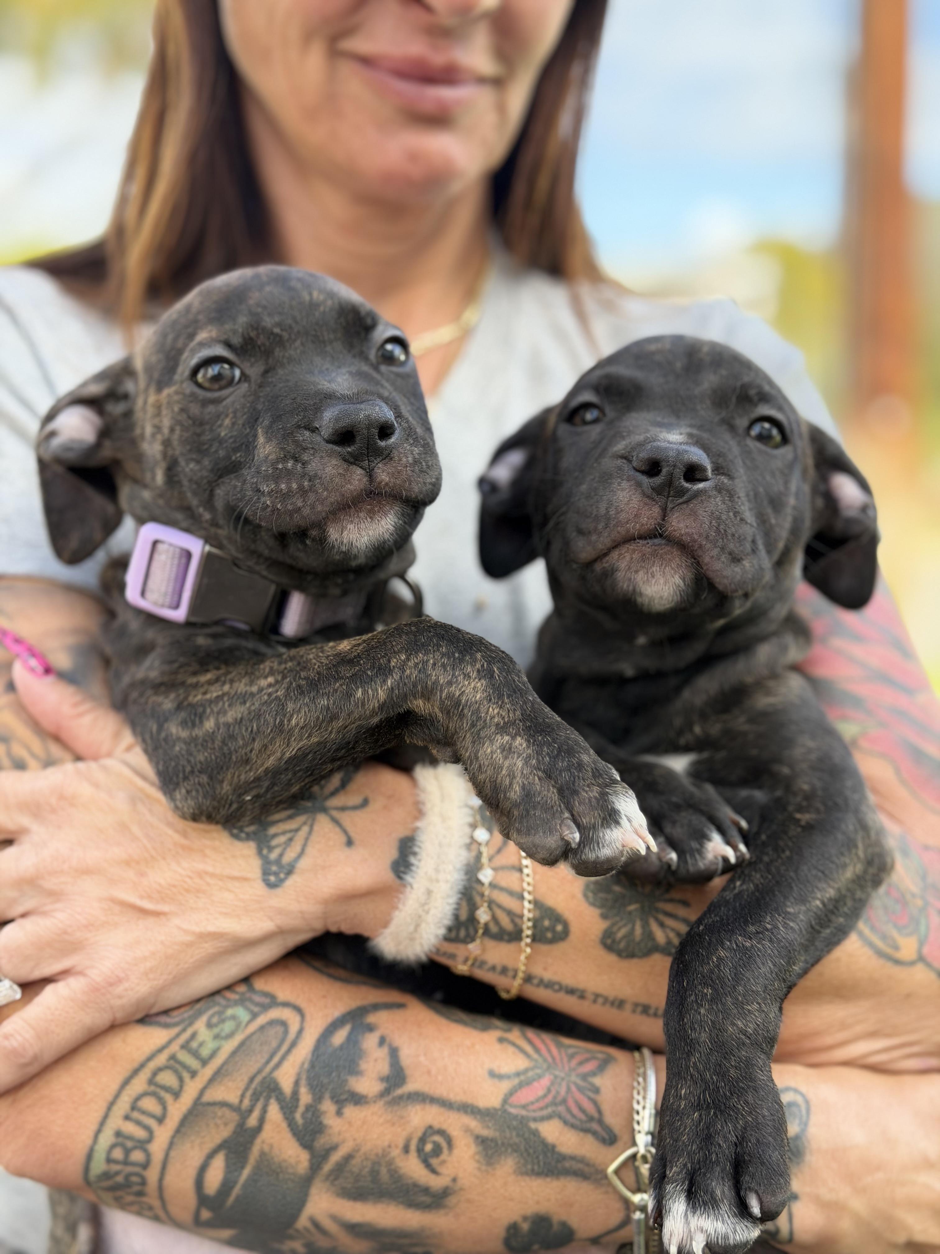 Enlarge Zendaya-ADOPT Me, a Adoptable mixed breed in Redondo Beach, CA image 6/6
