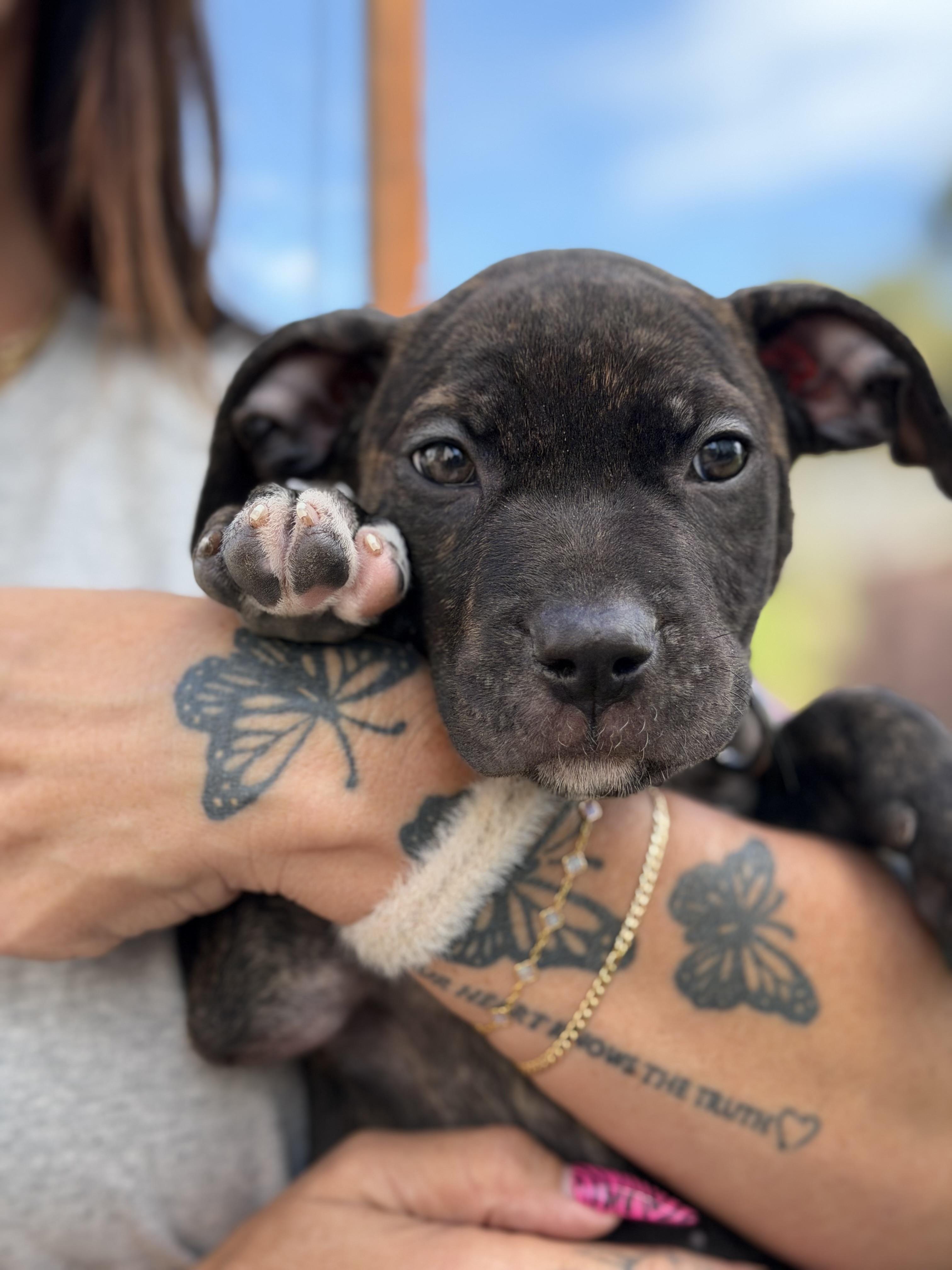 Zendaya-ADOPT Me, Adoptable, Puppy Female Pit Bull Terrier.