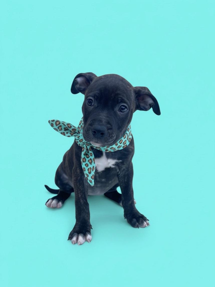 Enlarge Zendaya-ADOPT Me, a Adoptable mixed breed in Redondo Beach, CA image 5/6