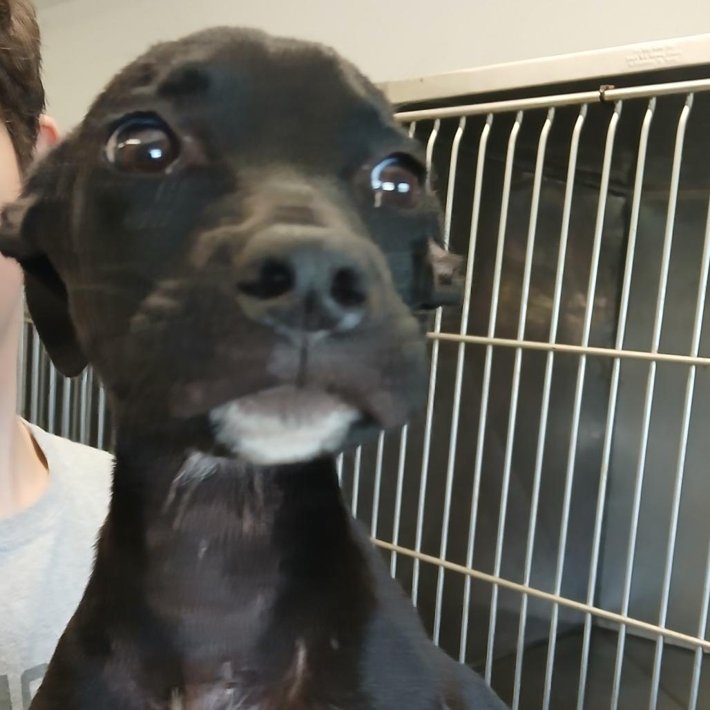 Enlarge Jessie, a Adoptable Terrier in Clarksdale, MS image 1/1