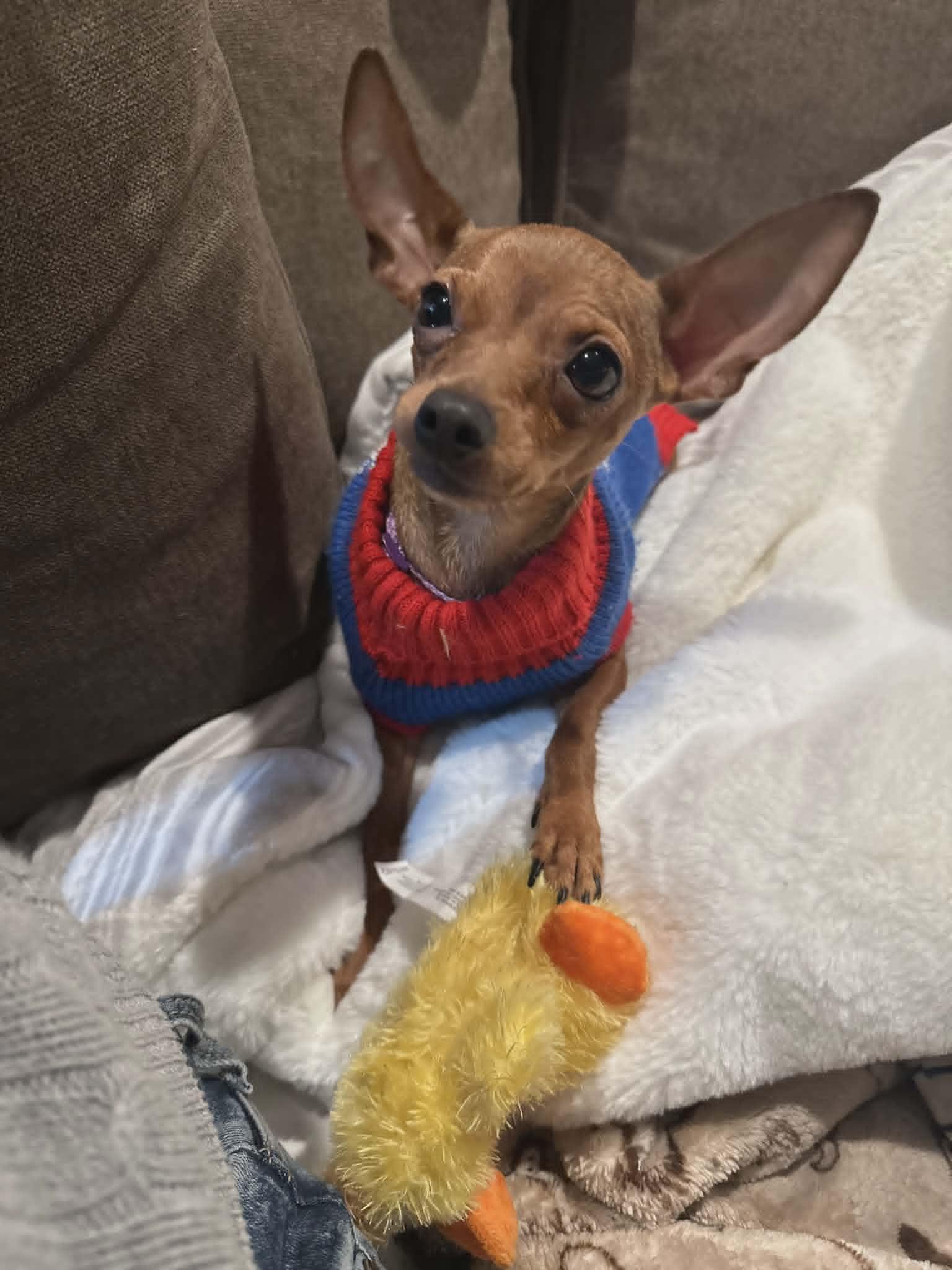 Peanut, an adopted Chihuahua in Laguna Hills, CA image 4/5