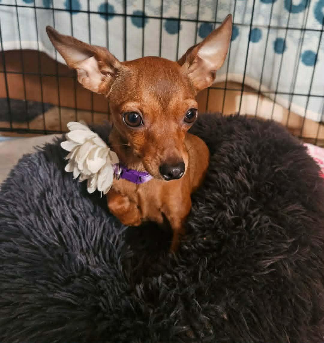 Peanut, an adopted Chihuahua in Laguna Hills, CA image 1/5