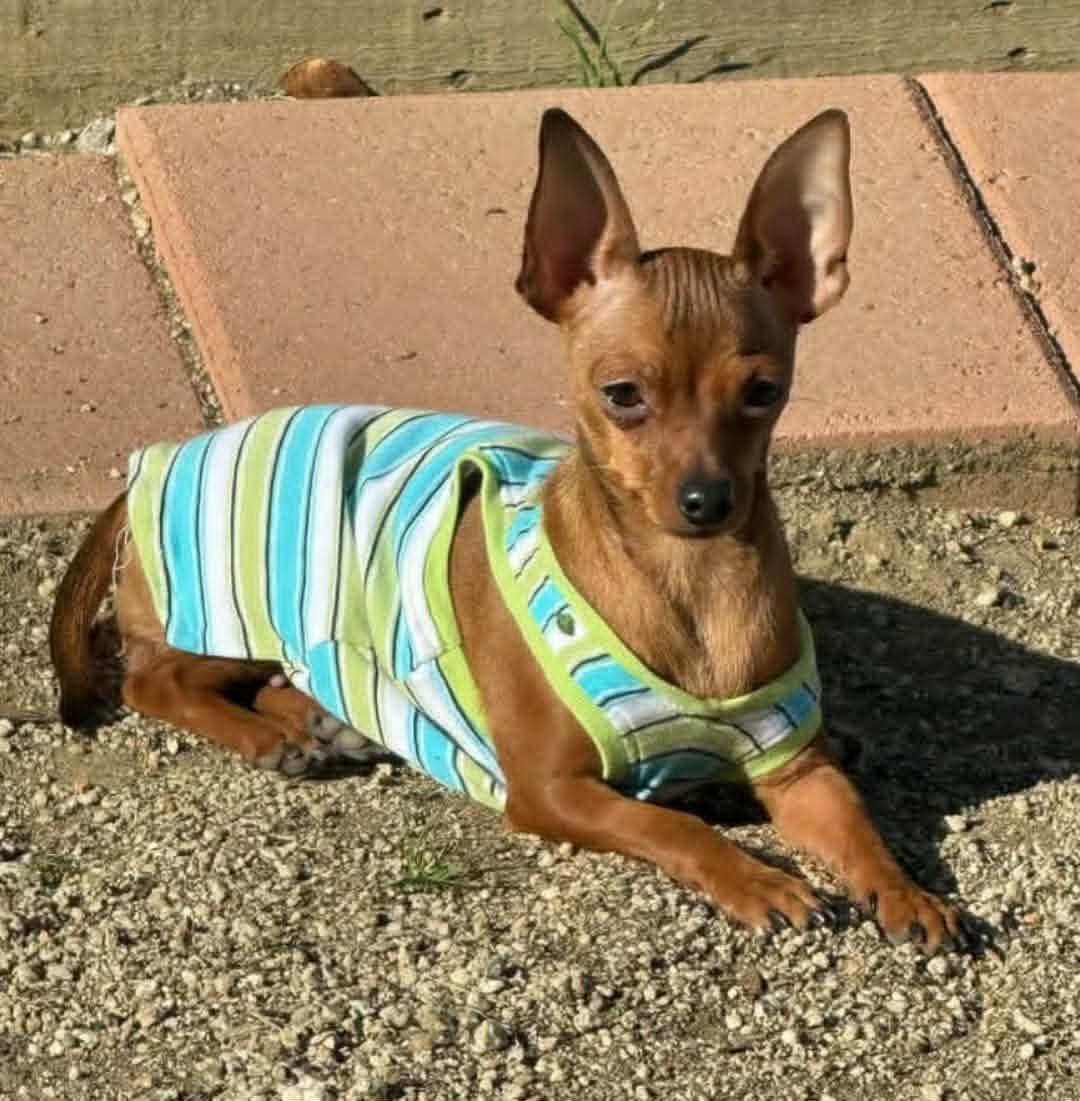 Peanut, an adopted Chihuahua in Laguna Hills, CA image 2/5