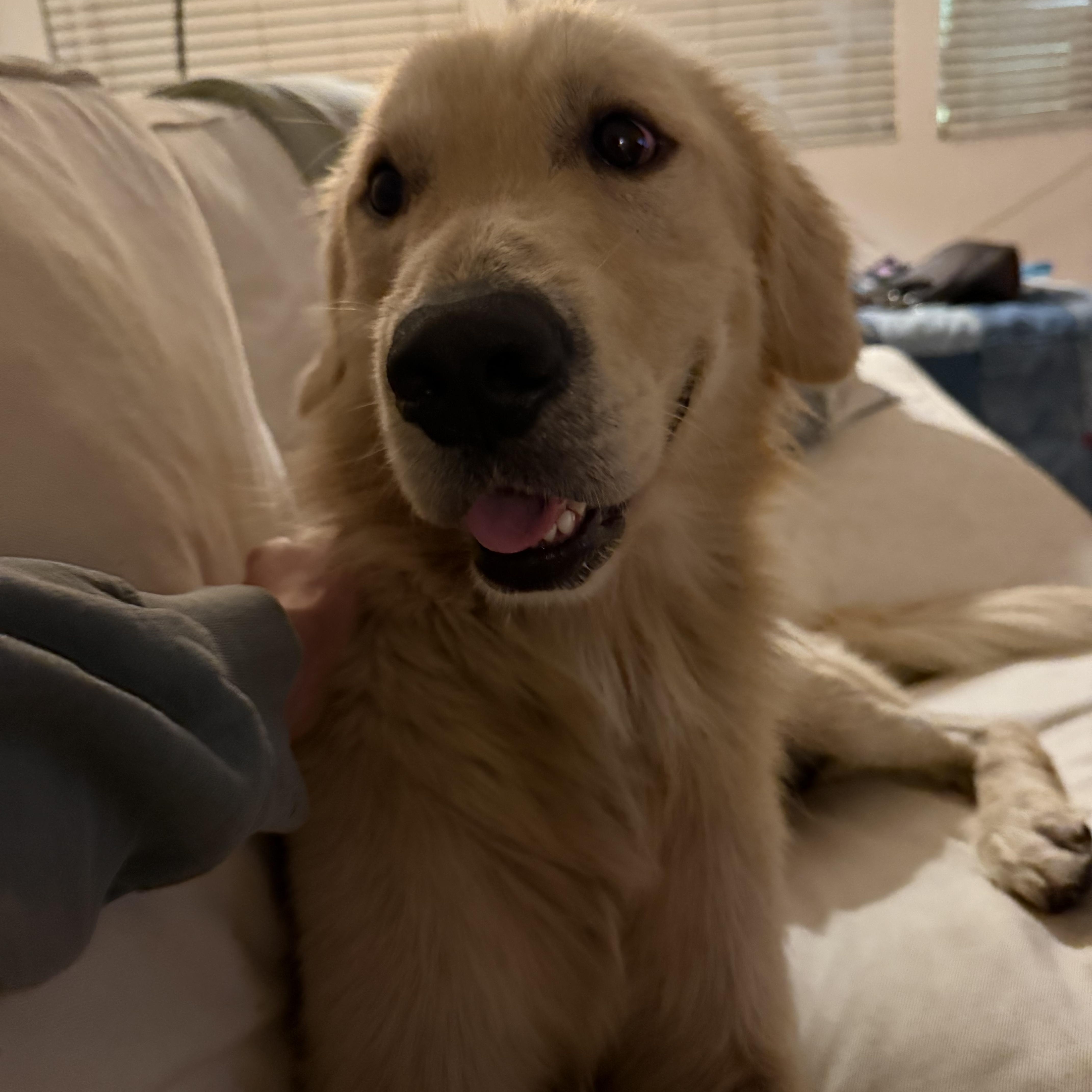 Enlarge Sam, a Adopted Golden Retriever in Pasadena, CA image 1/6