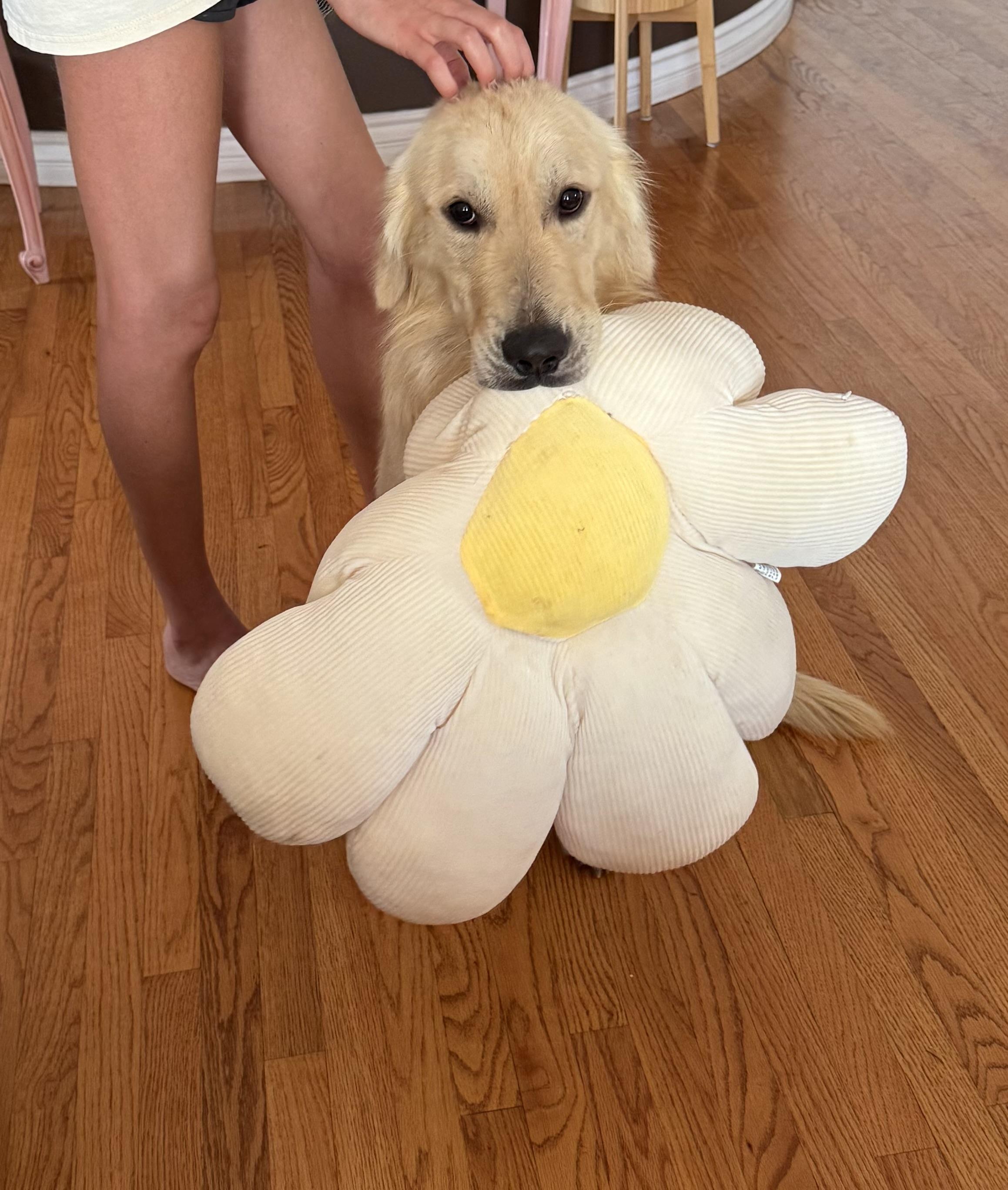 Enlarge Sam, a Adopted Golden Retriever in Pasadena, CA image 5/6