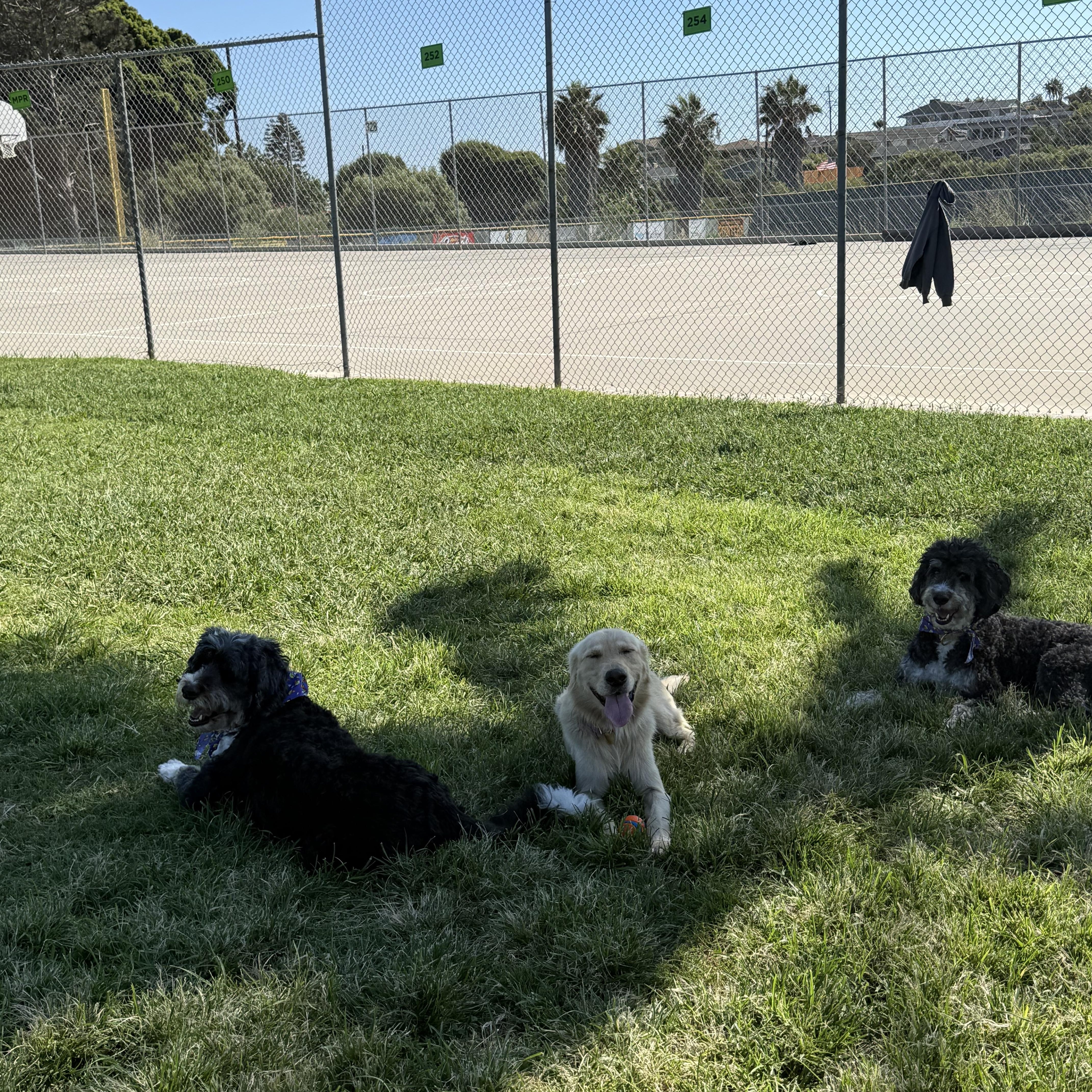 Enlarge Sam, a Adopted Golden Retriever in Pasadena, CA image 6/6
