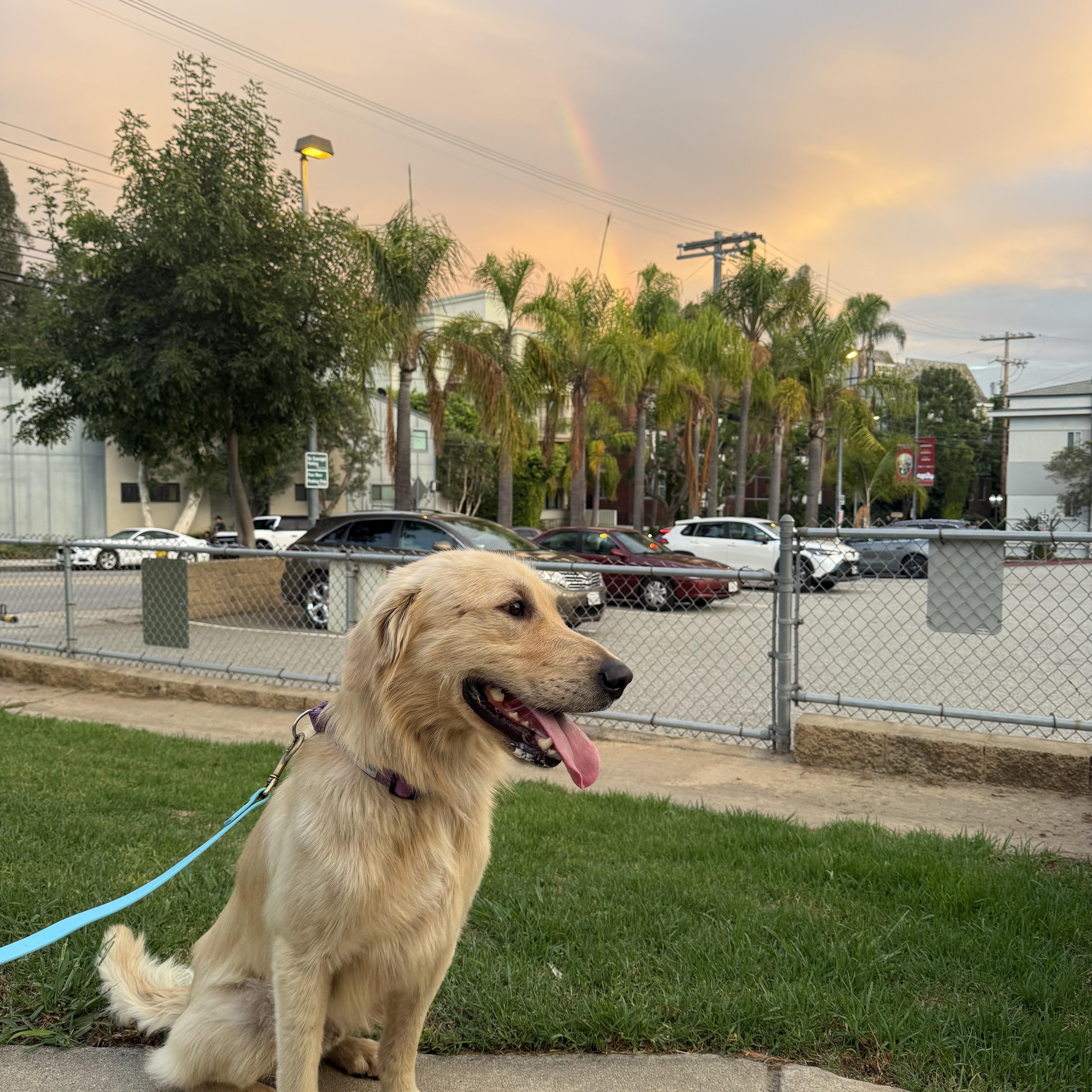Enlarge Sam, a Adopted Golden Retriever in Pasadena, CA image 3/6
