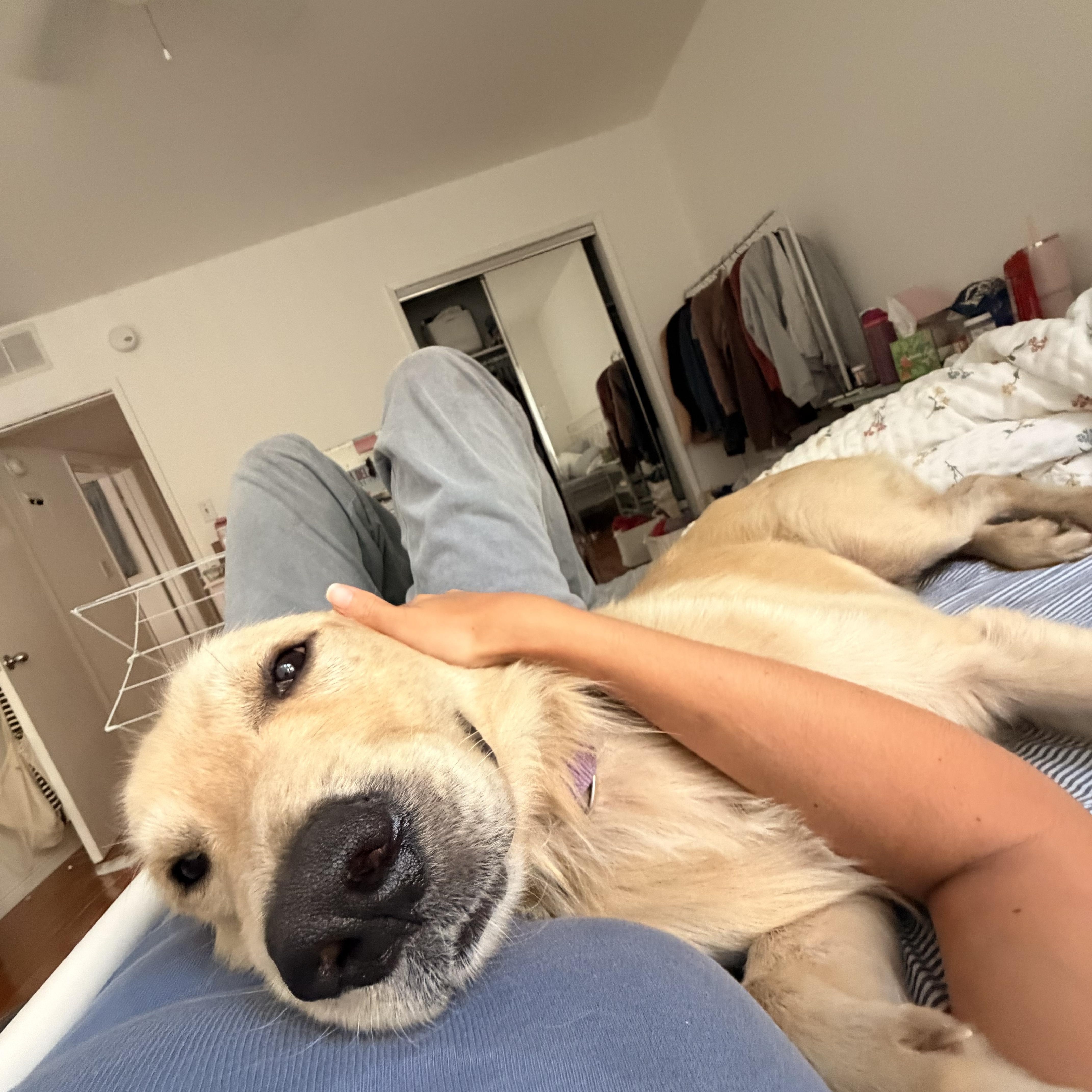 Enlarge Sam, a Adopted Golden Retriever in Pasadena, CA image 4/6