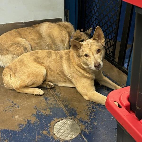 Enlarge Jara, a Adoptable Mixed Breed in Flagstaff, AZ image 1/6