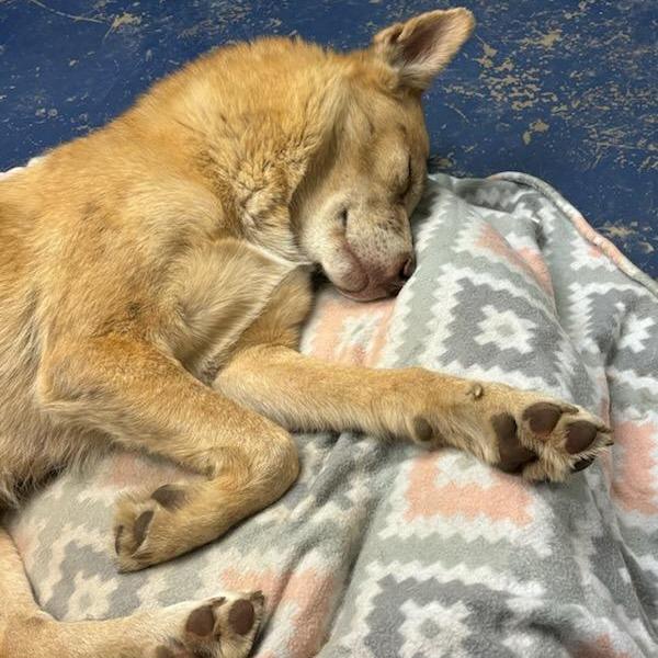 Enlarge Jara, a Adoptable Mixed Breed in Flagstaff, AZ image 2/6