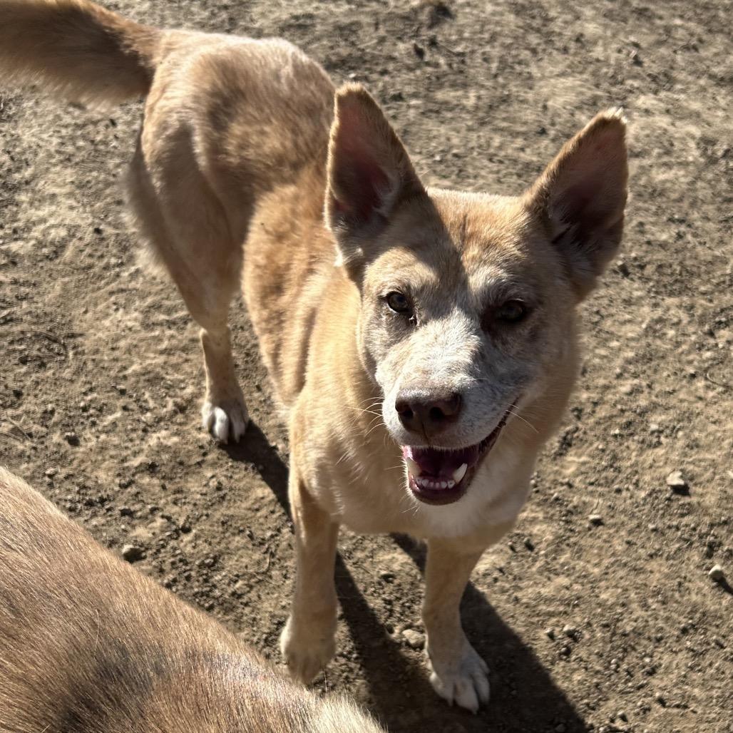Enlarge Jara, a Adoptable Mixed Breed in Flagstaff, AZ image 3/6