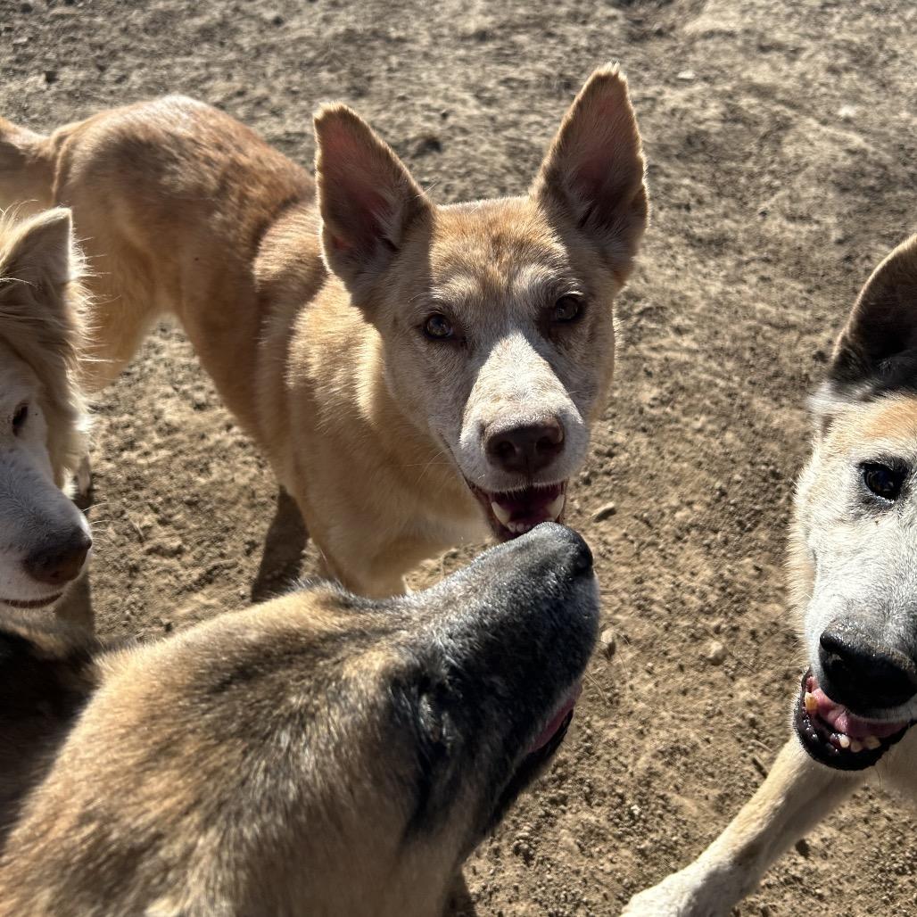 Enlarge Jara, a Adoptable Mixed Breed in Flagstaff, AZ image 4/6
