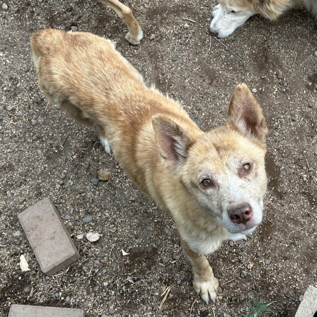 Enlarge Jara, a Adoptable Mixed Breed in Flagstaff, AZ image 5/6