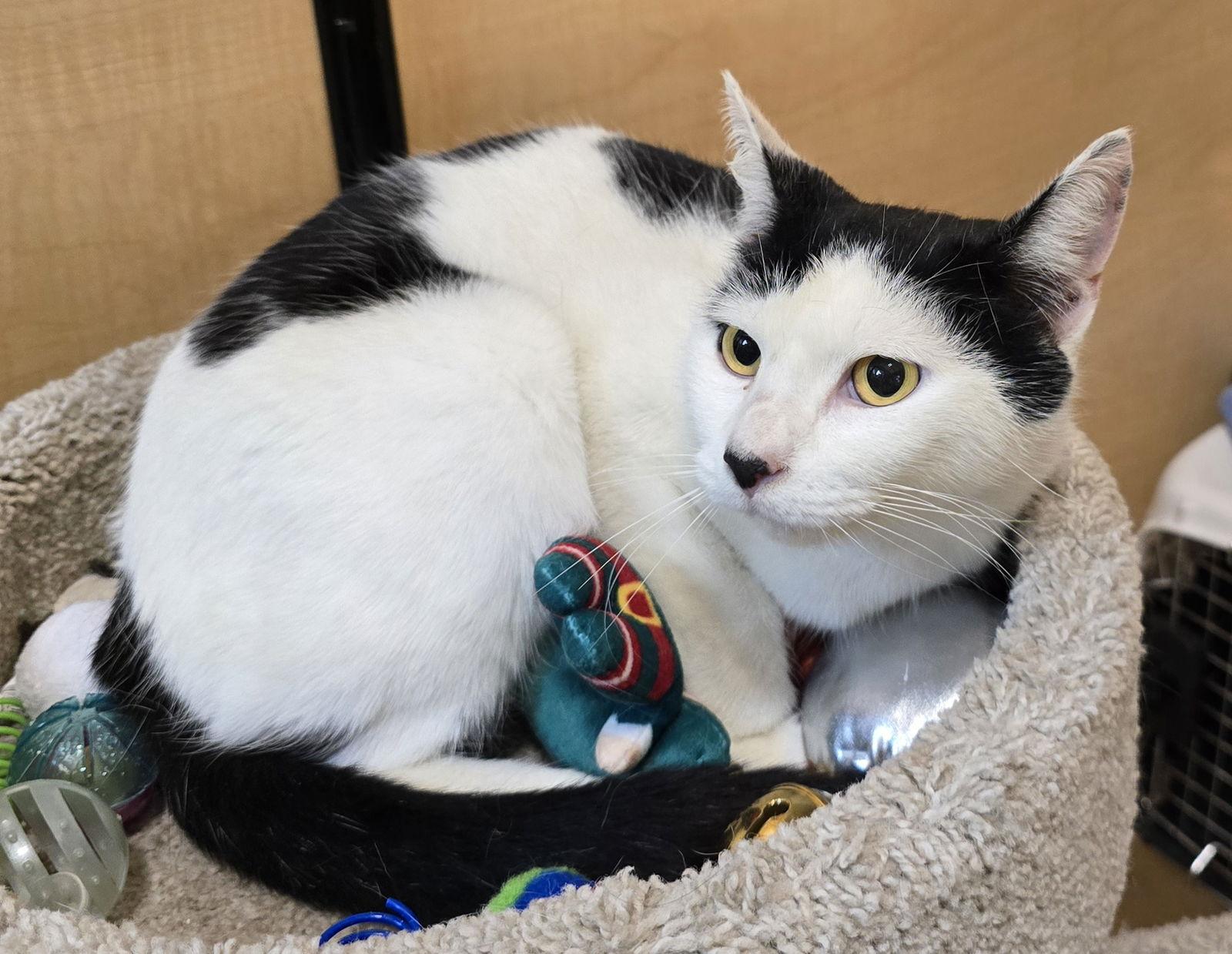 Enlarge Faith, a Adoptable Domestic Short Hair in Rowlett, TX image 1/3