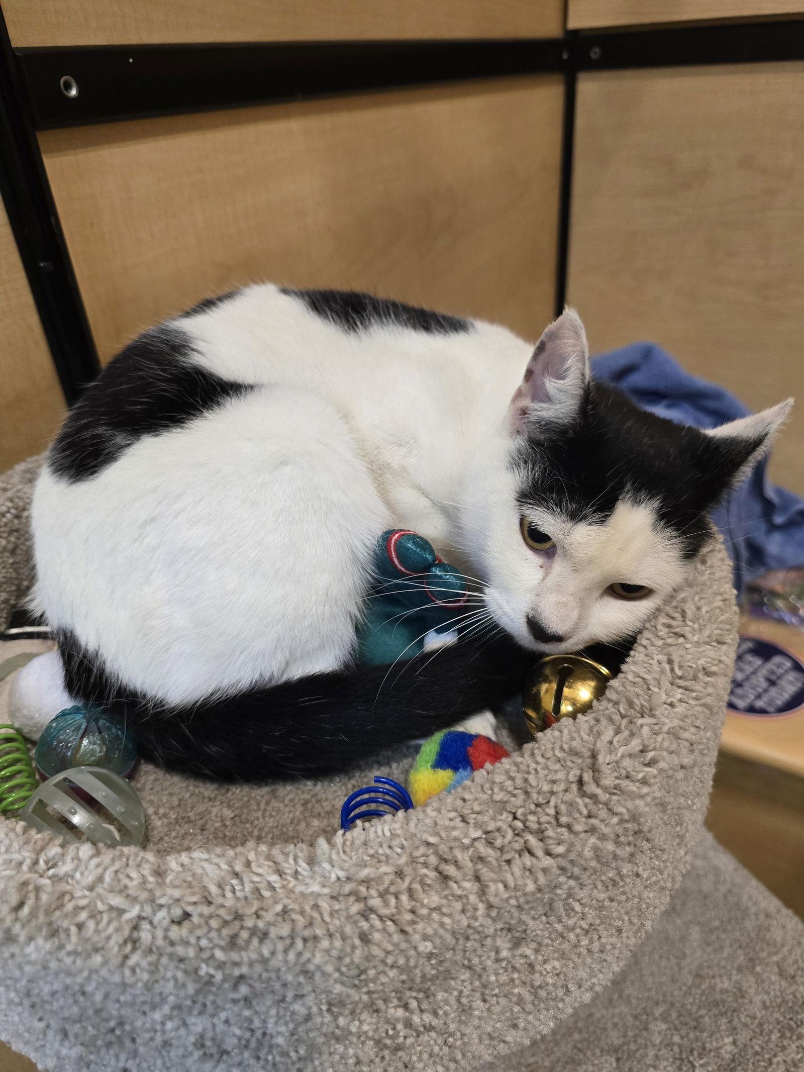 Enlarge Faith, a Adoptable Domestic Short Hair in Rowlett, TX image 2/3