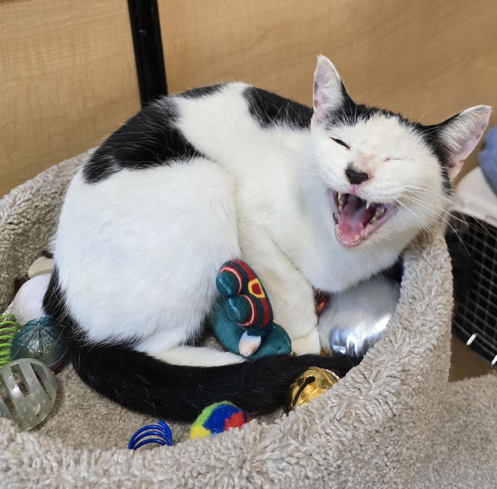 Enlarge Faith, a Adoptable Domestic Short Hair in Rowlett, TX image 3/3