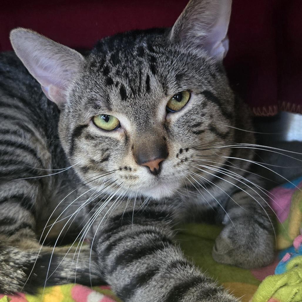 Chester, Adoptable, Young Male Domestic Short Hair.