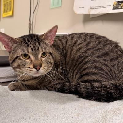 Enlarge Chester, a Adoptable Domestic Short Hair in Saint Cloud, MN image 2/6