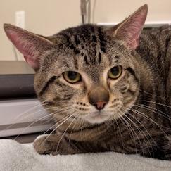 Enlarge Chester, a Adoptable Domestic Short Hair in Saint Cloud, MN image 3/6