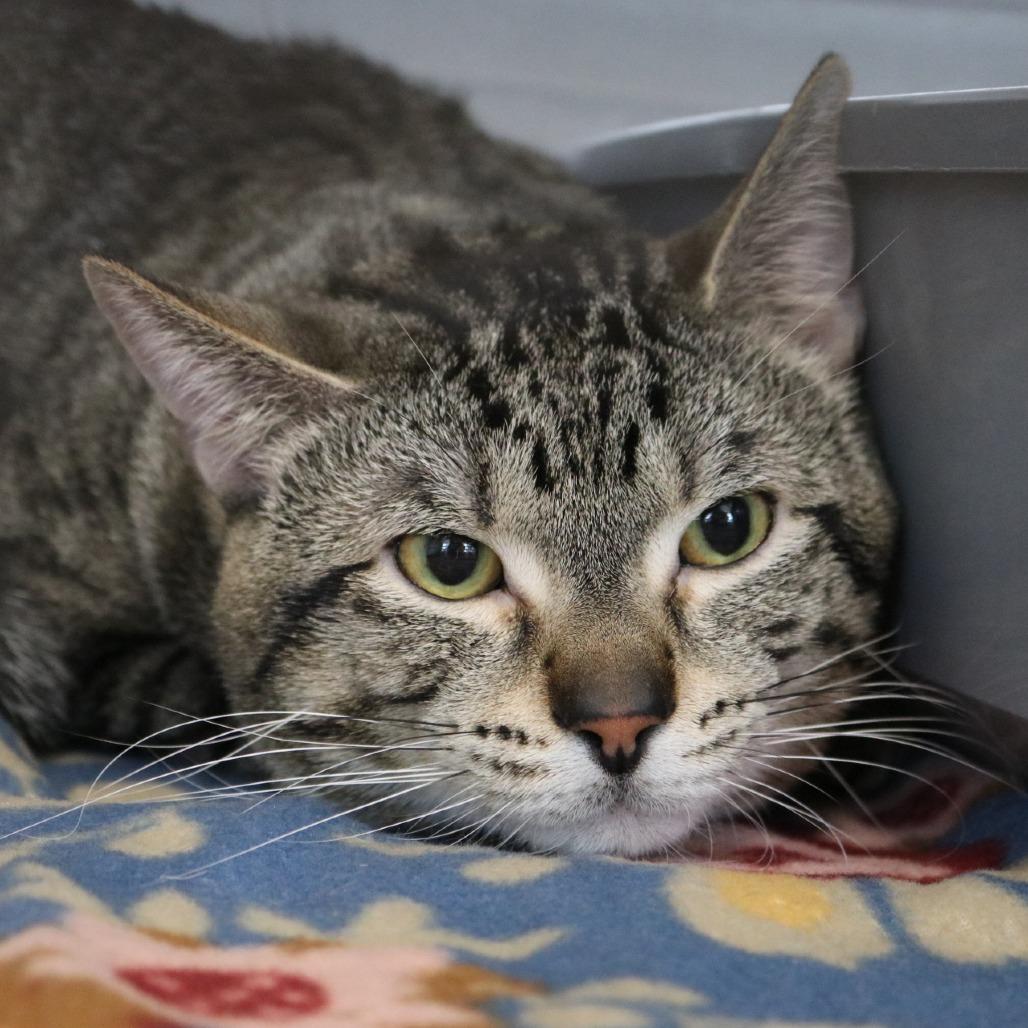 Enlarge Chester, a Adoptable Domestic Short Hair in Saint Cloud, MN image 4/6