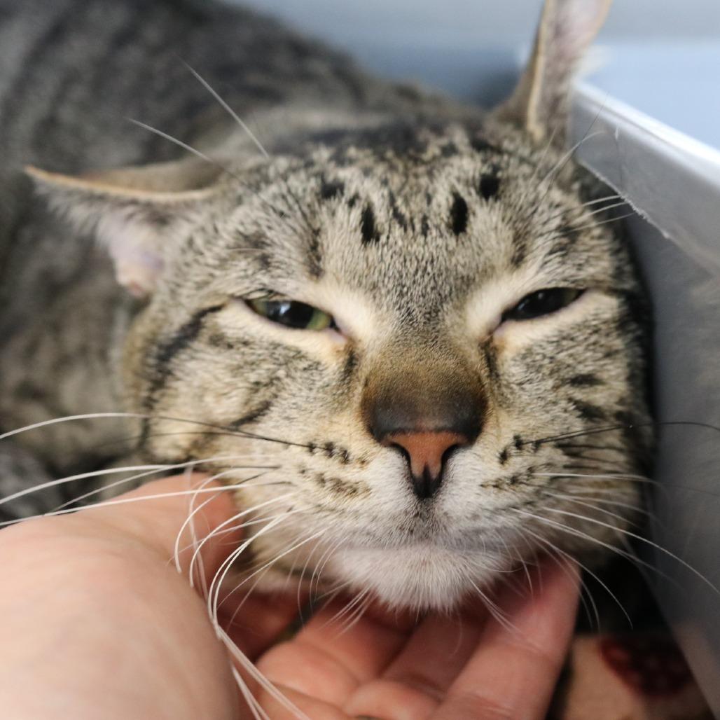 Enlarge Chester, a Adoptable Domestic Short Hair in Saint Cloud, MN image 5/6
