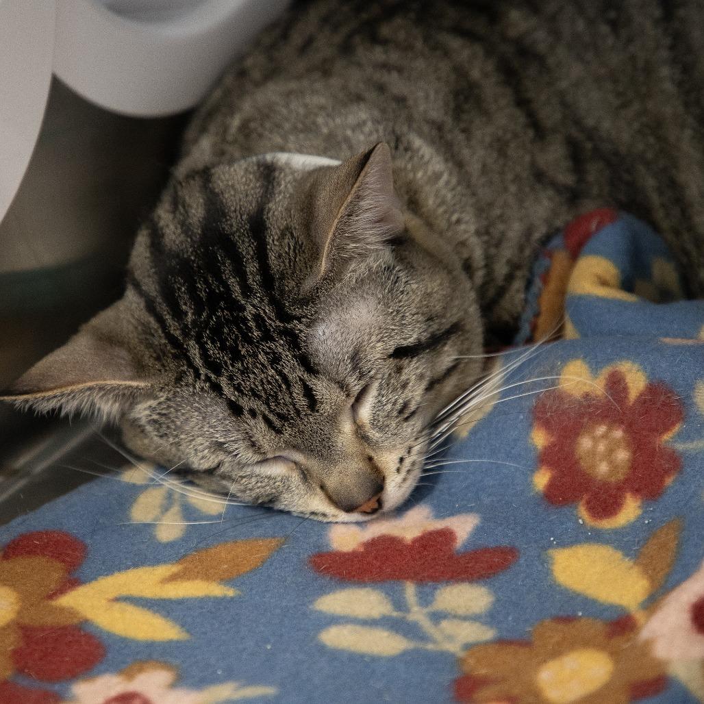 Enlarge Chester, a Adoptable Domestic Short Hair in Saint Cloud, MN image 6/6