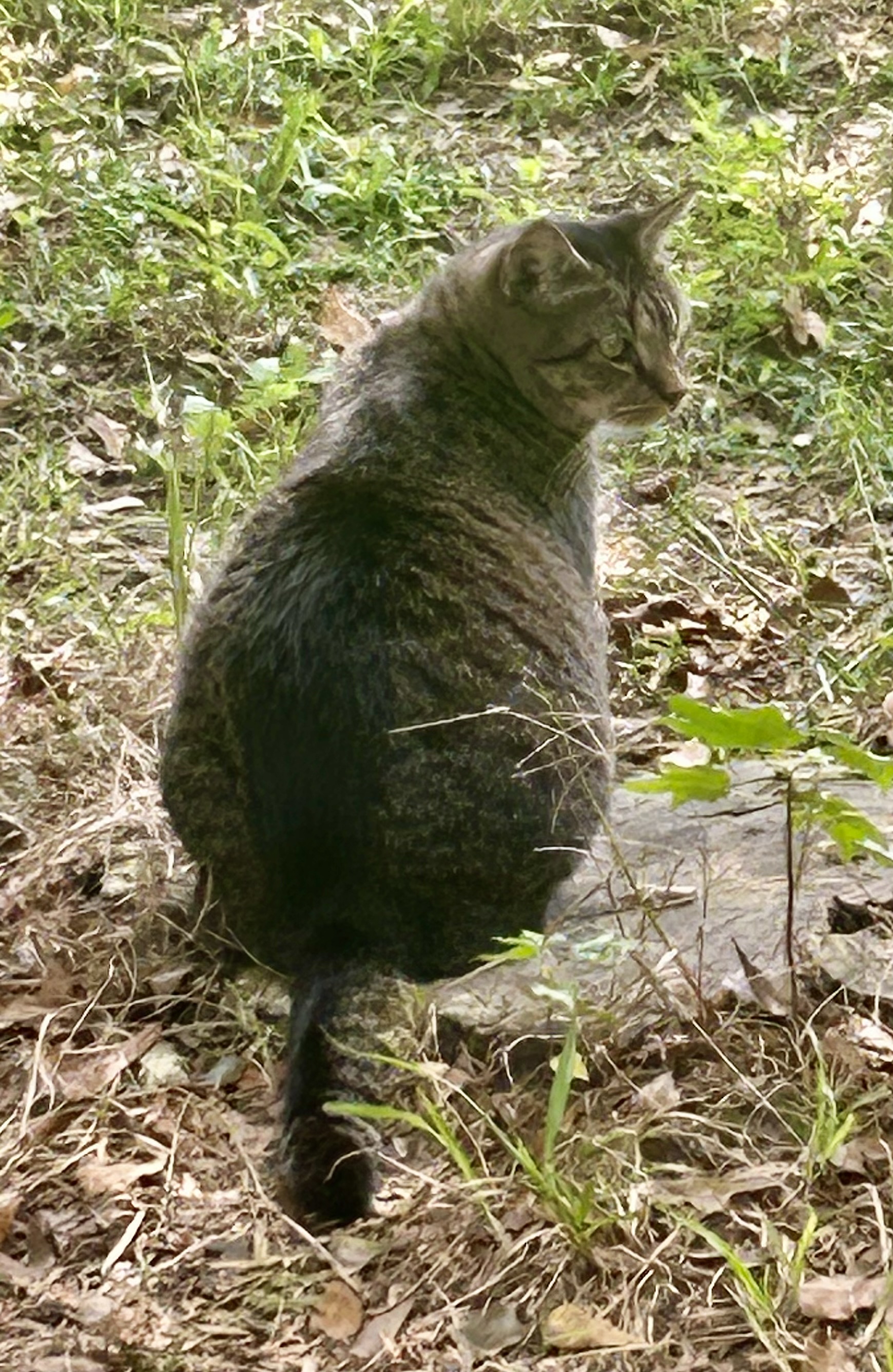 Ditto, a Adoptable Domestic Short Hair in Myrtle Beach, SC image 1/4