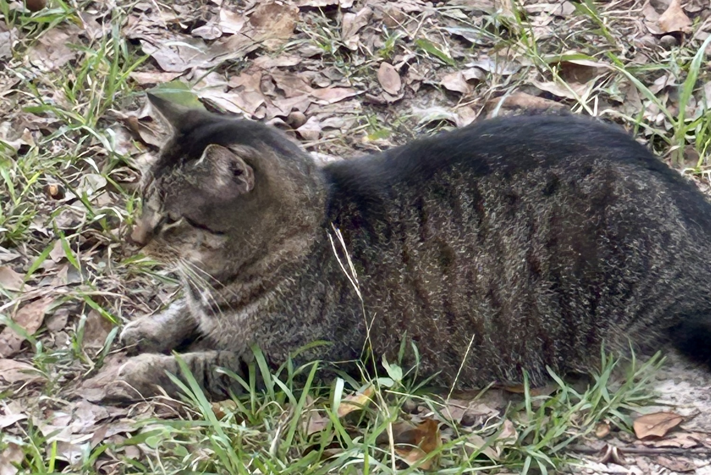 Ditto, a Adoptable Domestic Short Hair in Myrtle Beach, SC image 2/4