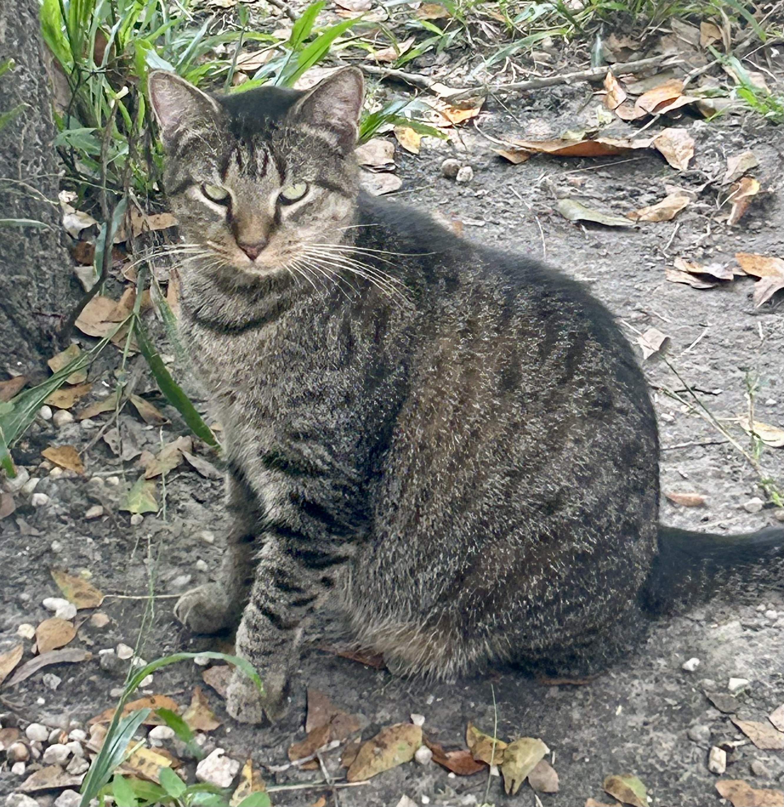 Ditto, a Adoptable Domestic Short Hair in Myrtle Beach, SC image 3/4