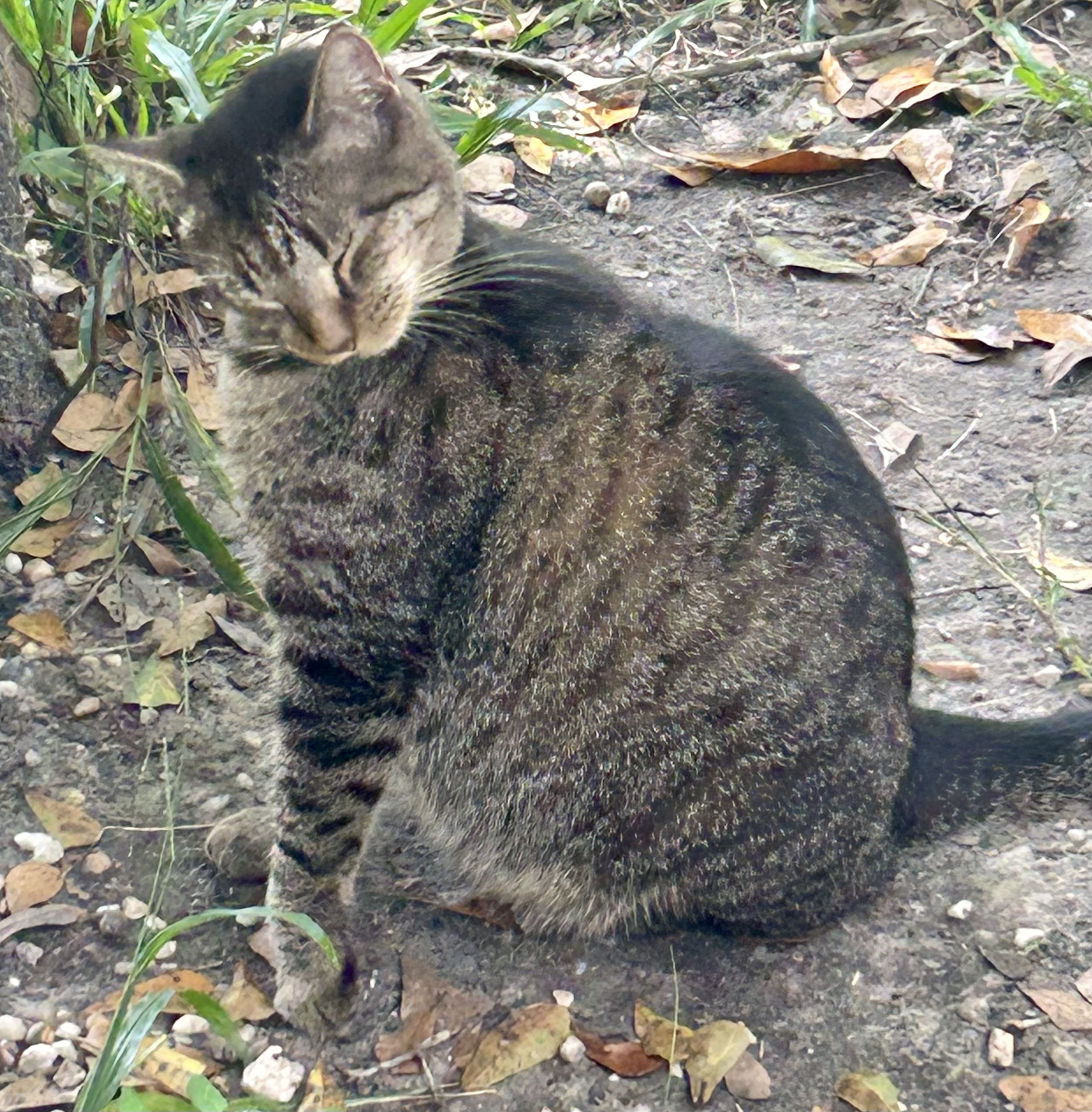 Ditto, a Adoptable Domestic Short Hair in Myrtle Beach, SC image 4/4