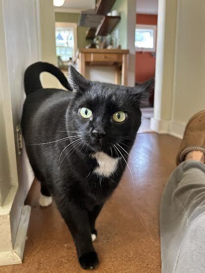 Crescendo, a Adoptable Domestic Short Hair in Bellingham, WA image 1/4