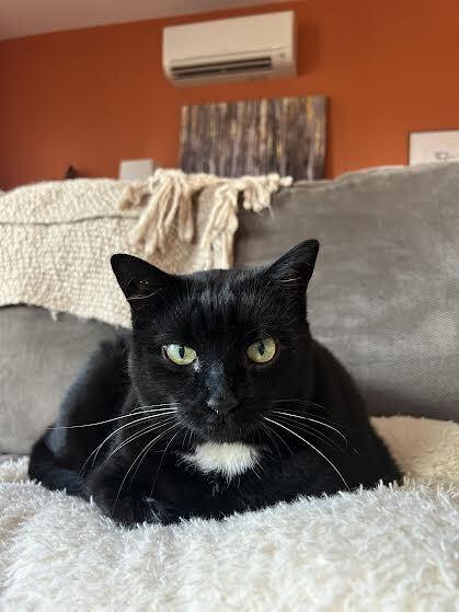 Crescendo, a Adoptable Domestic Short Hair in Bellingham, WA image 2/4