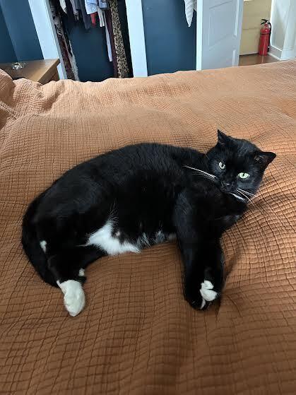 Crescendo, a Adoptable Domestic Short Hair in Bellingham, WA image 3/4