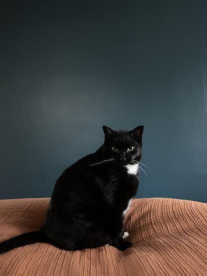 Crescendo, a Adoptable Domestic Short Hair in Bellingham, WA image 4/4