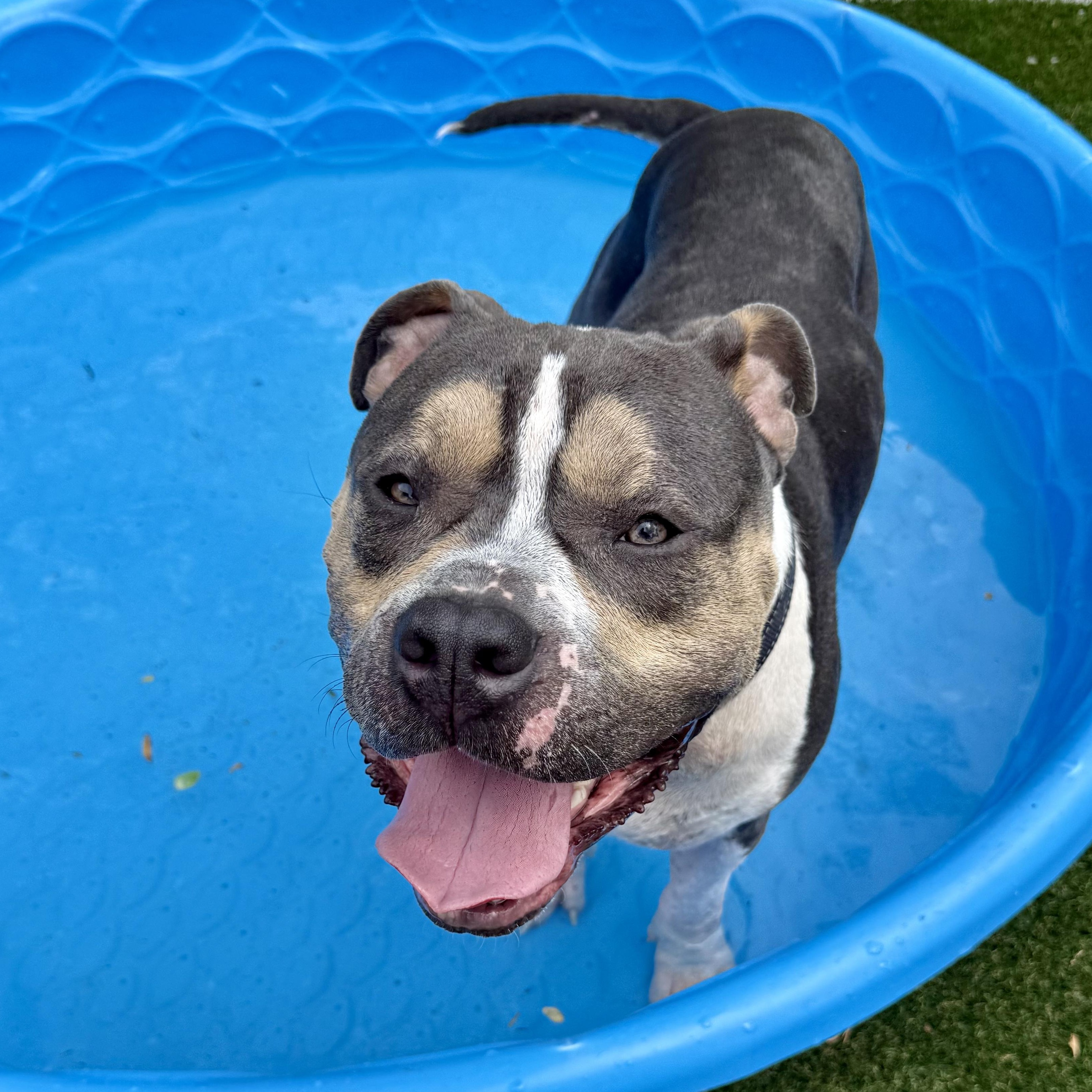 Enlarge Bane, a ADOPTABLE American Bully in Murphysboro, IL image 1/6