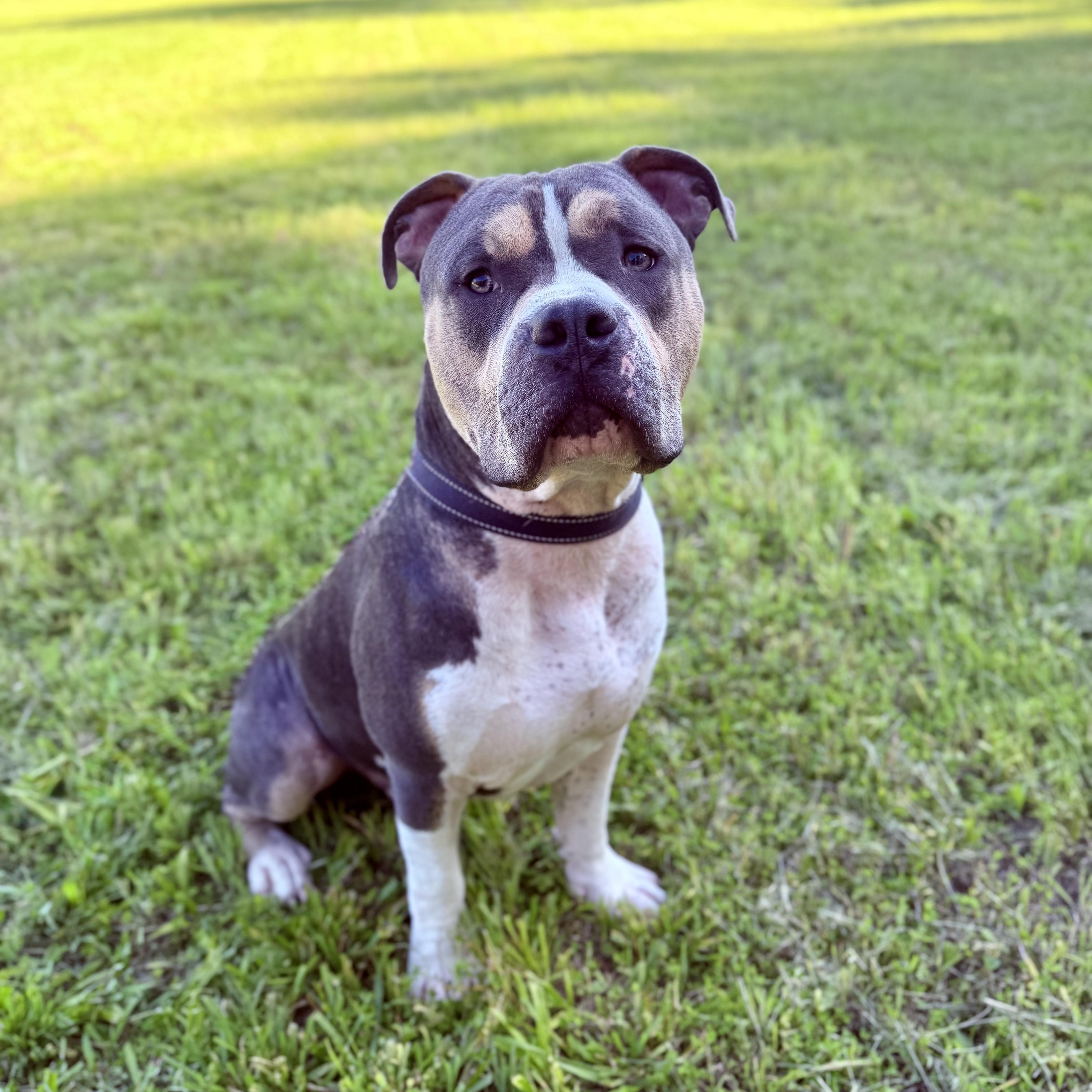 Enlarge Bane, a ADOPTABLE American Bully in Murphysboro, IL image 3/6