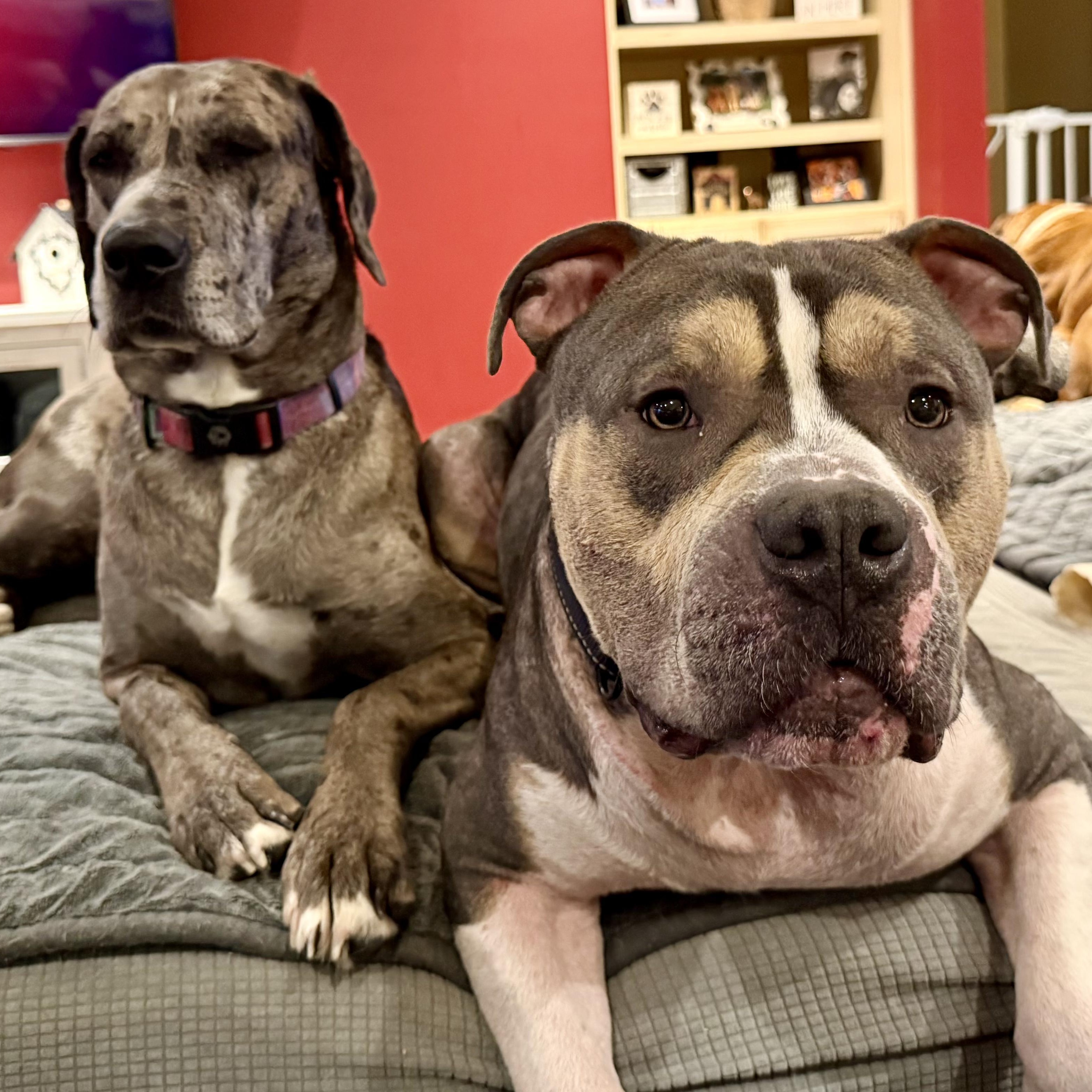 Bane, a ADOPTABLE American Bully in Murphysboro, IL image 2/6