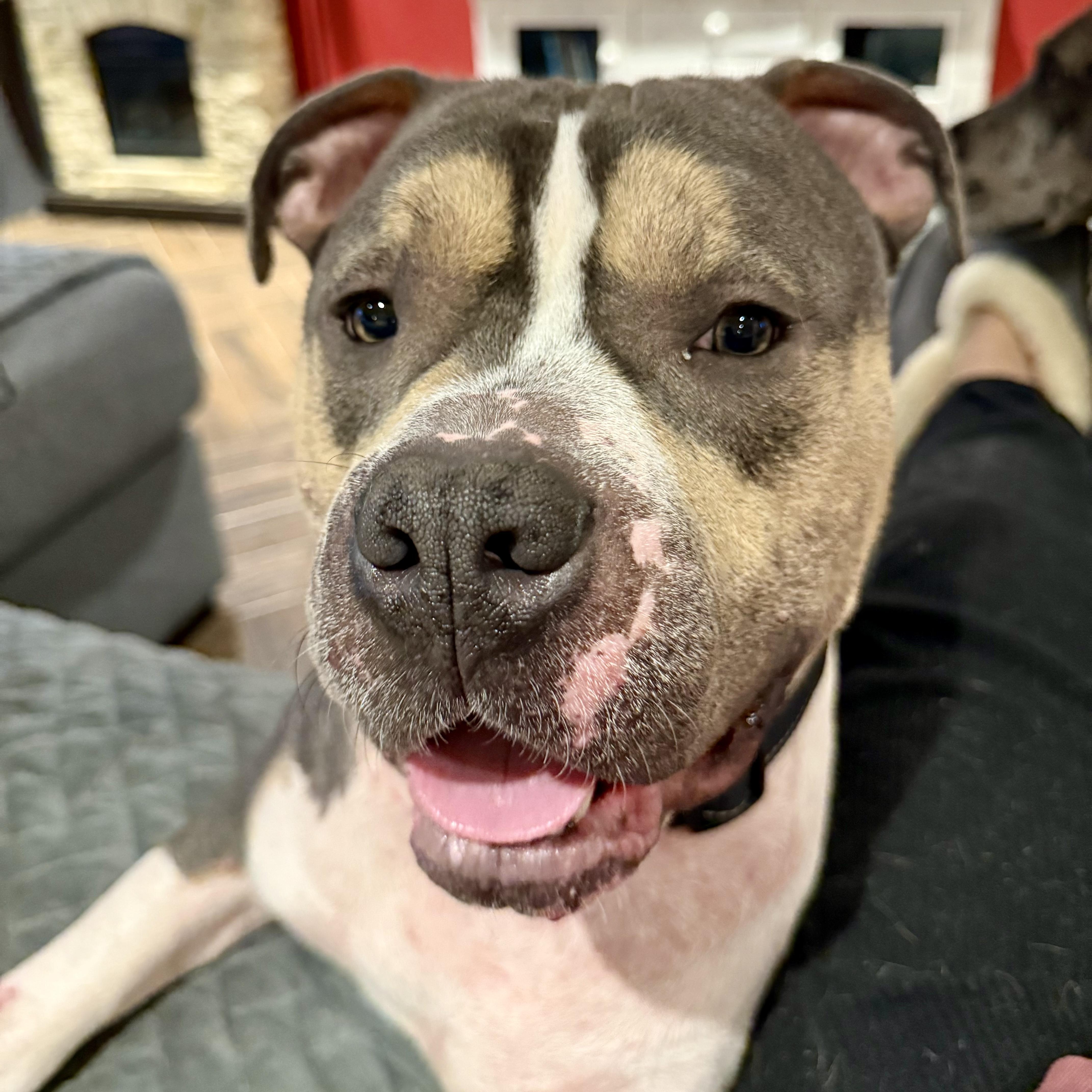 Bane, a ADOPTABLE American Bully in Murphysboro, IL image 4/6