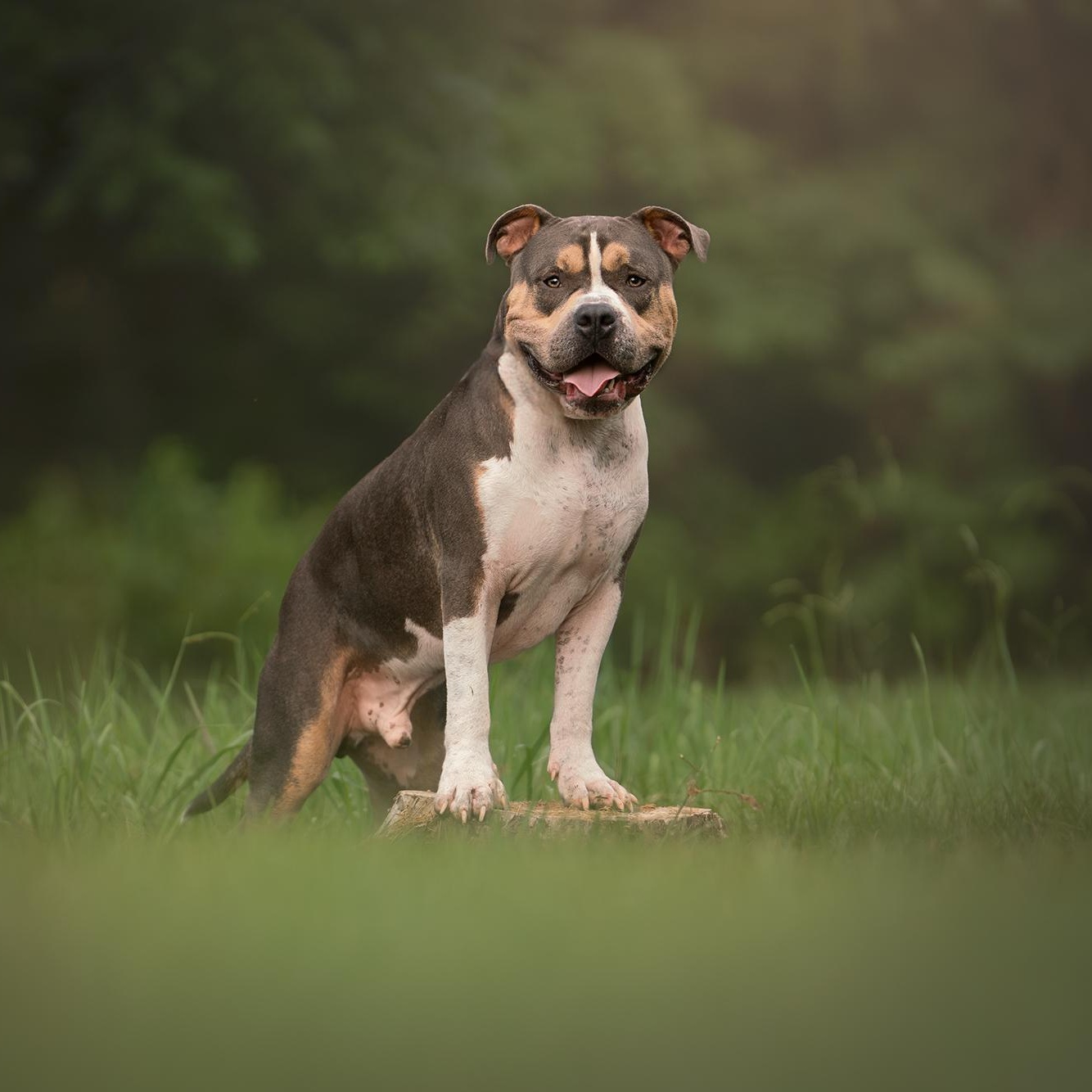 Bane, a ADOPTABLE American Bully in Murphysboro, IL image 4/6