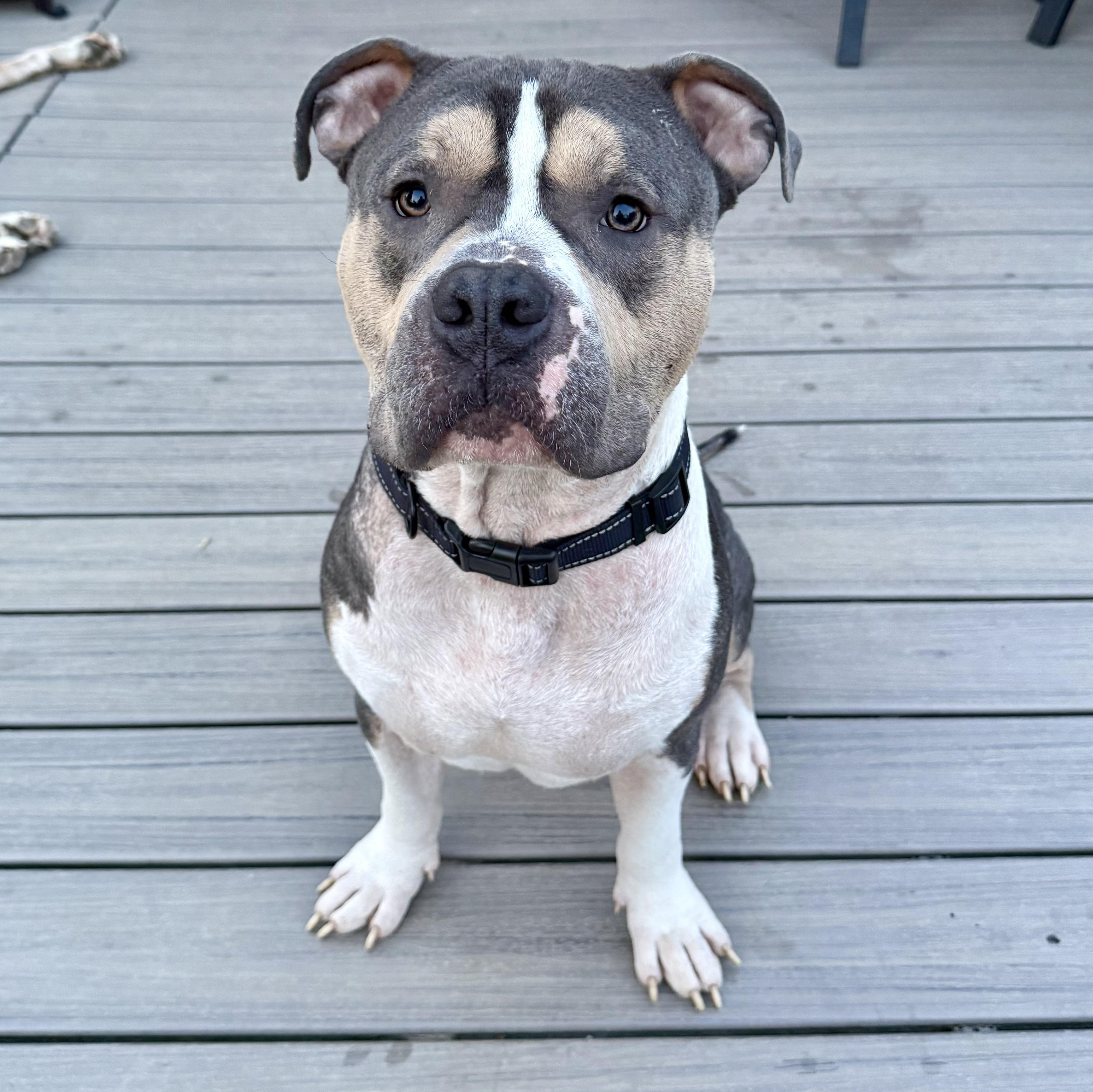 Bane, ADOPTABLE, Young Male American Bully.