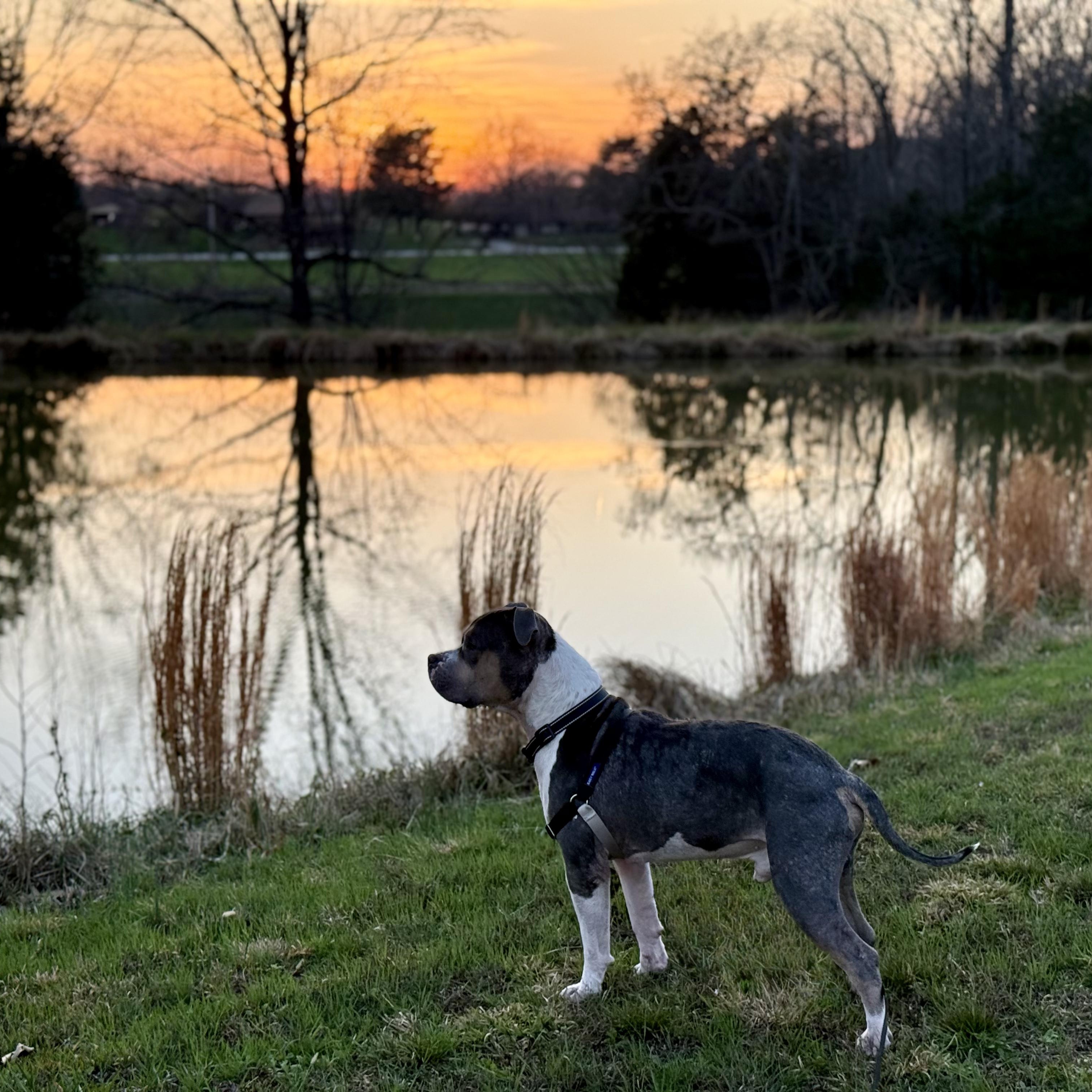 Bane, a ADOPTABLE American Bully in Murphysboro, IL image 3/6