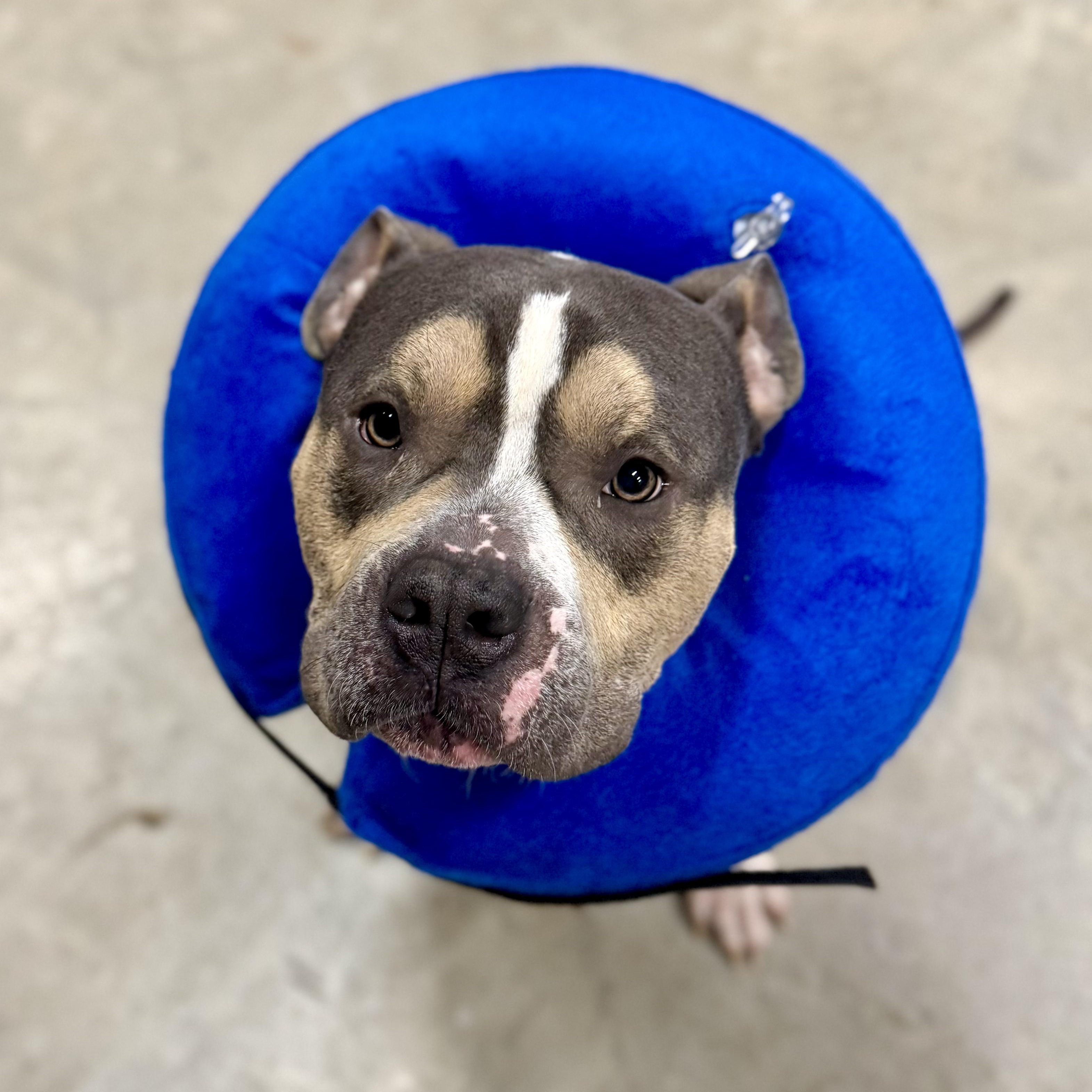 Bane, a ADOPTABLE American Bully in Murphysboro, IL image 5/6