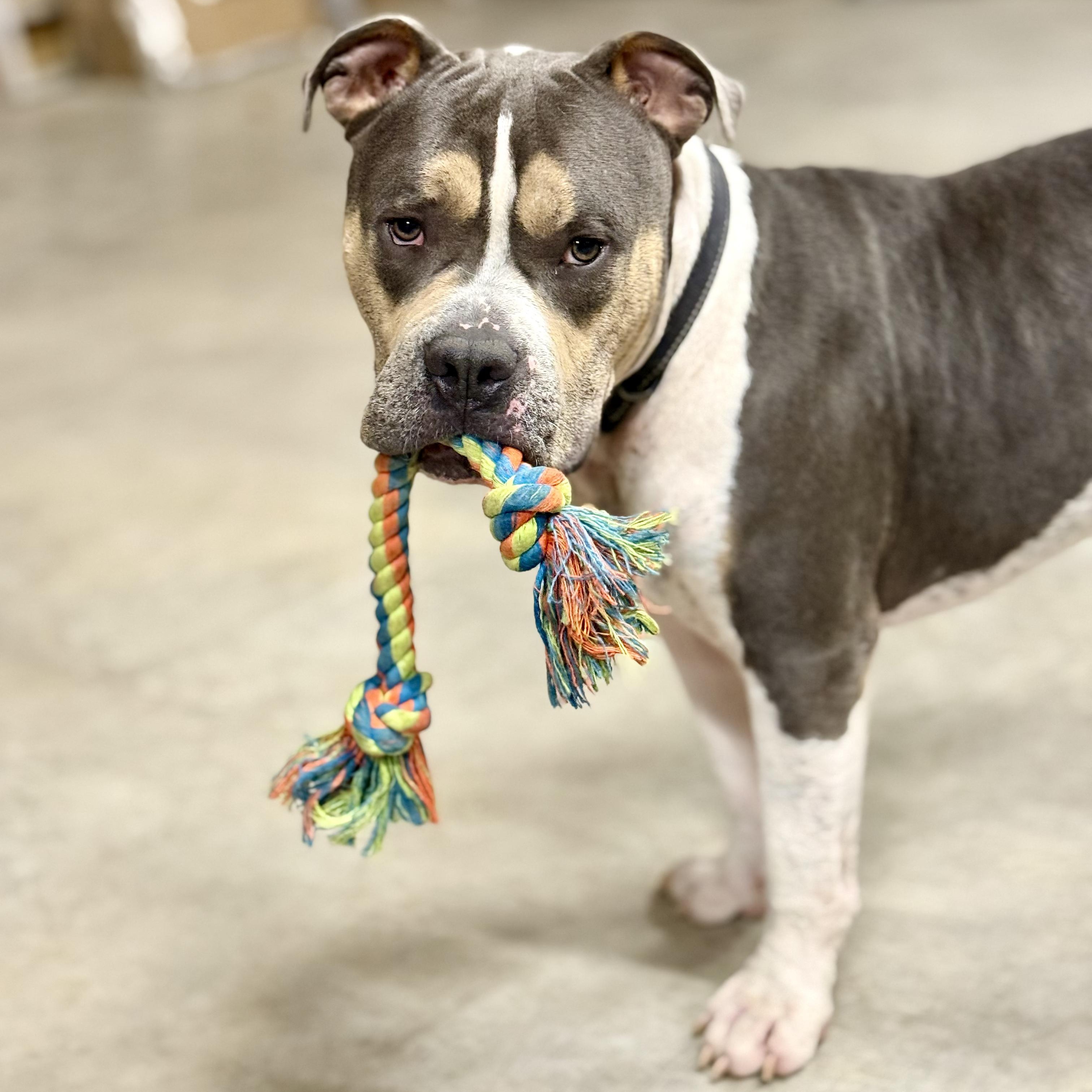 Bane, ADOPTABLE, Young Male American Bully.