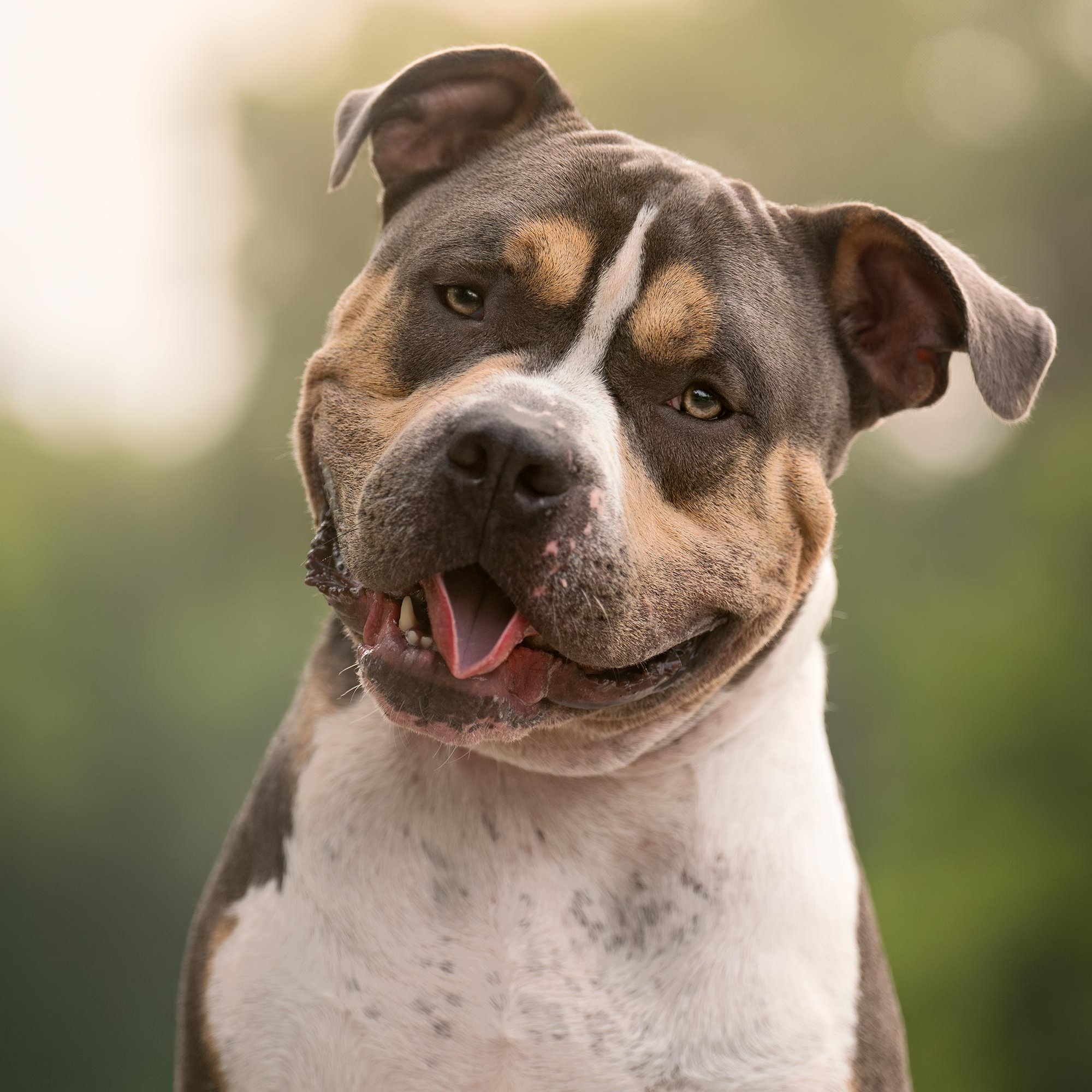 Bane, a ADOPTABLE American Bully in Murphysboro, IL image 1/6