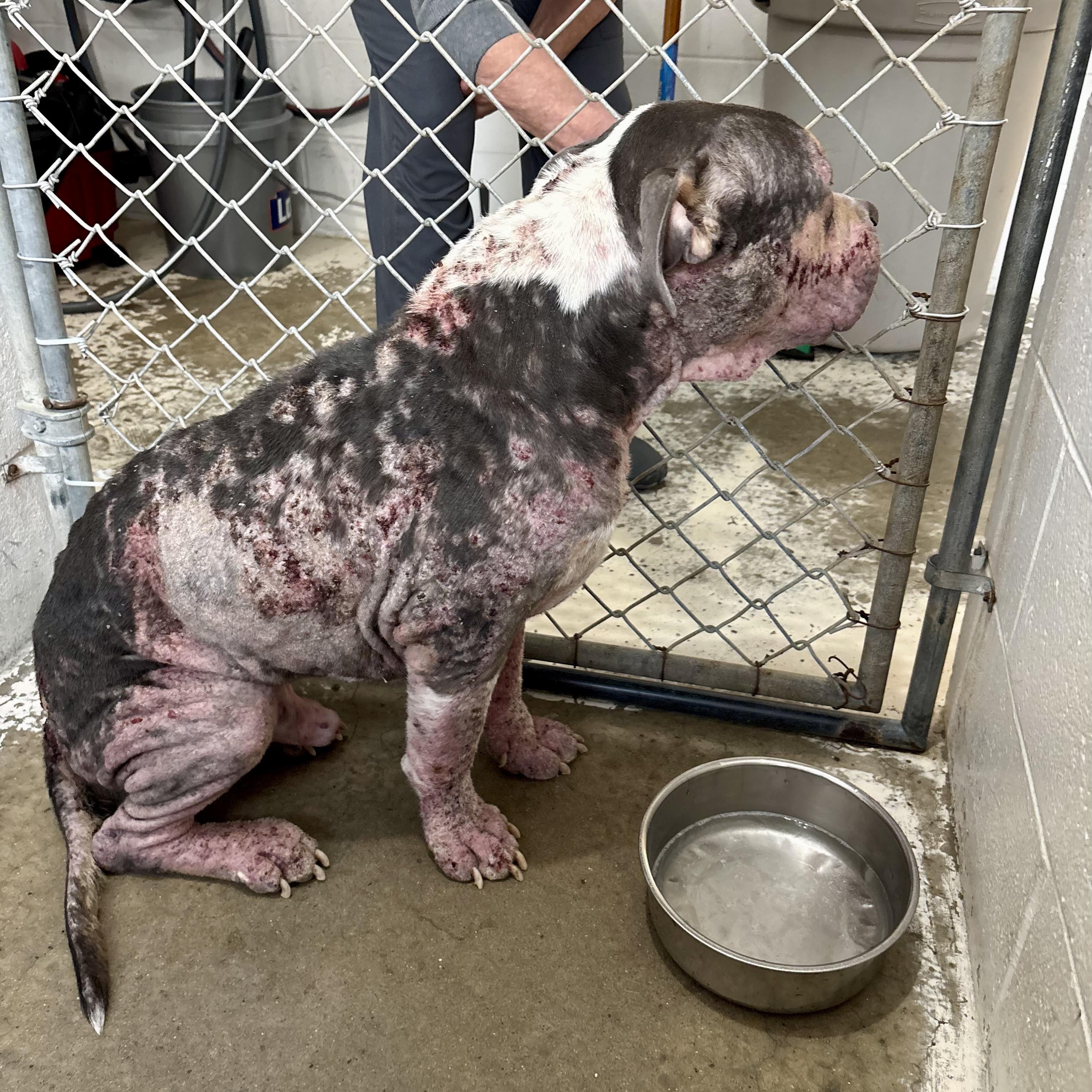 Bane, a ADOPTABLE American Bully in Murphysboro, IL image 6/6