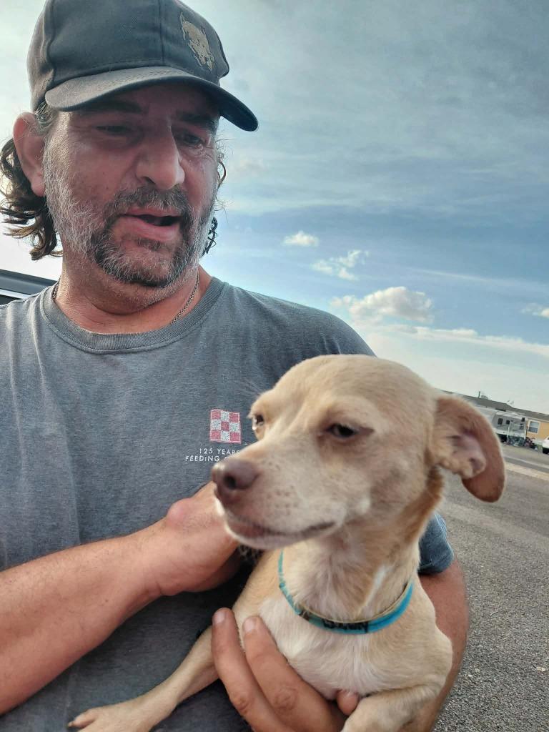 Enlarge HoneyBunny, a Adoptable Chihuahua in Fort Stockton, TX image 1/1