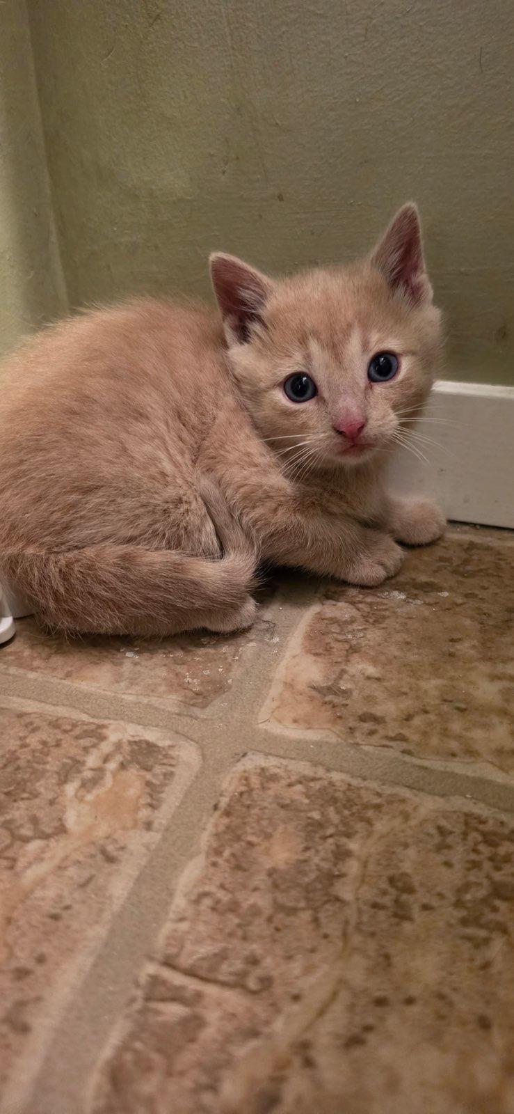 Ashani, adopted, Young Male Domestic Short Hair.